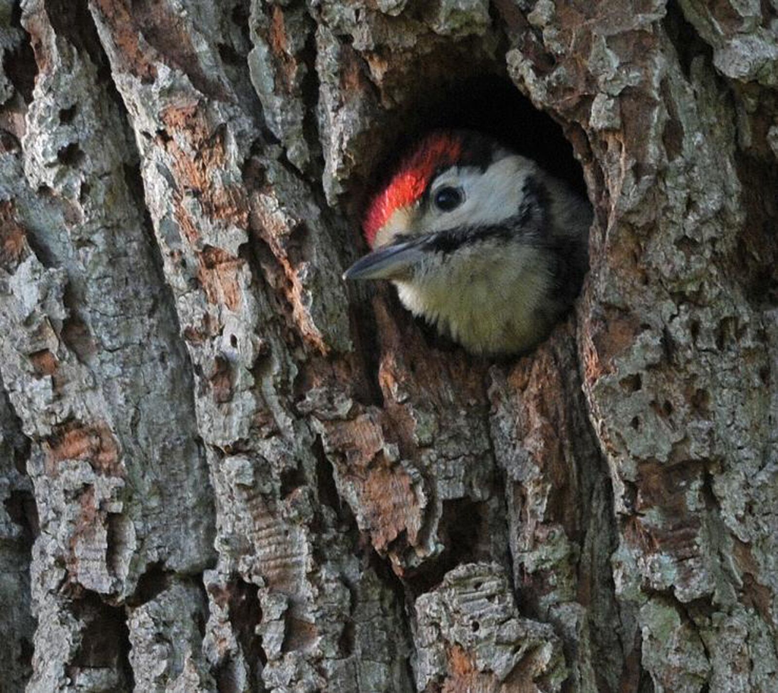 Nikon D300 sample photo. Woodpecker, chick, lesser spotted photography