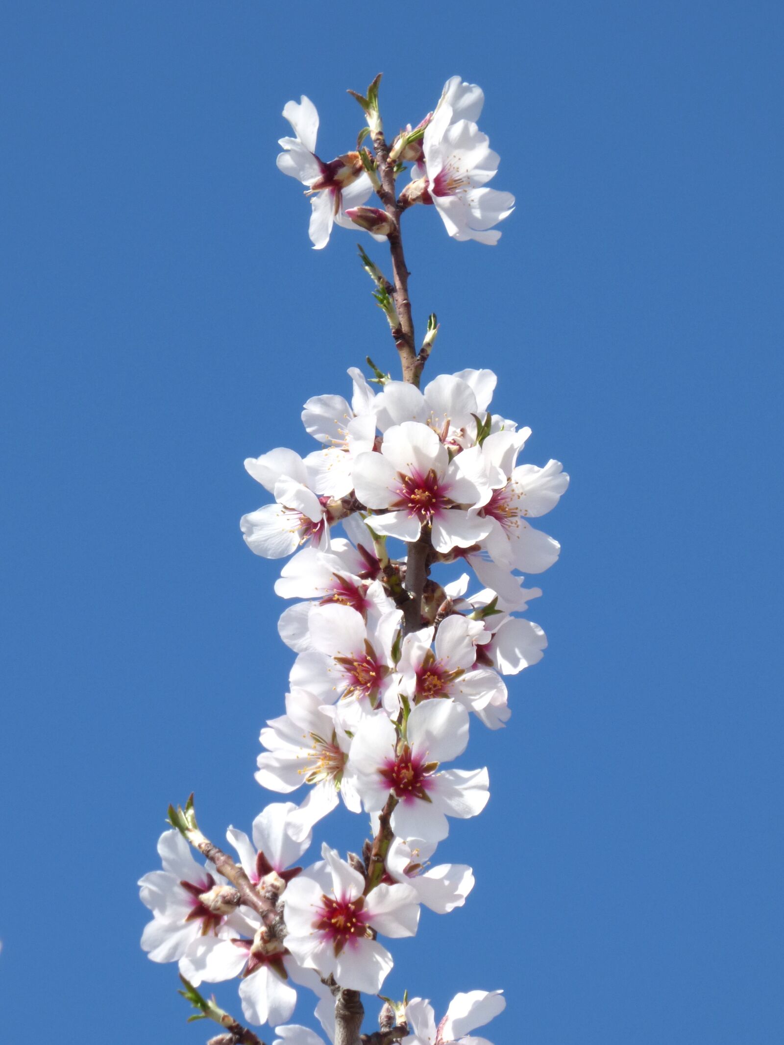 Panasonic Lumix DMC-FZ70 sample photo. Flowers, almond tree, flowering photography
