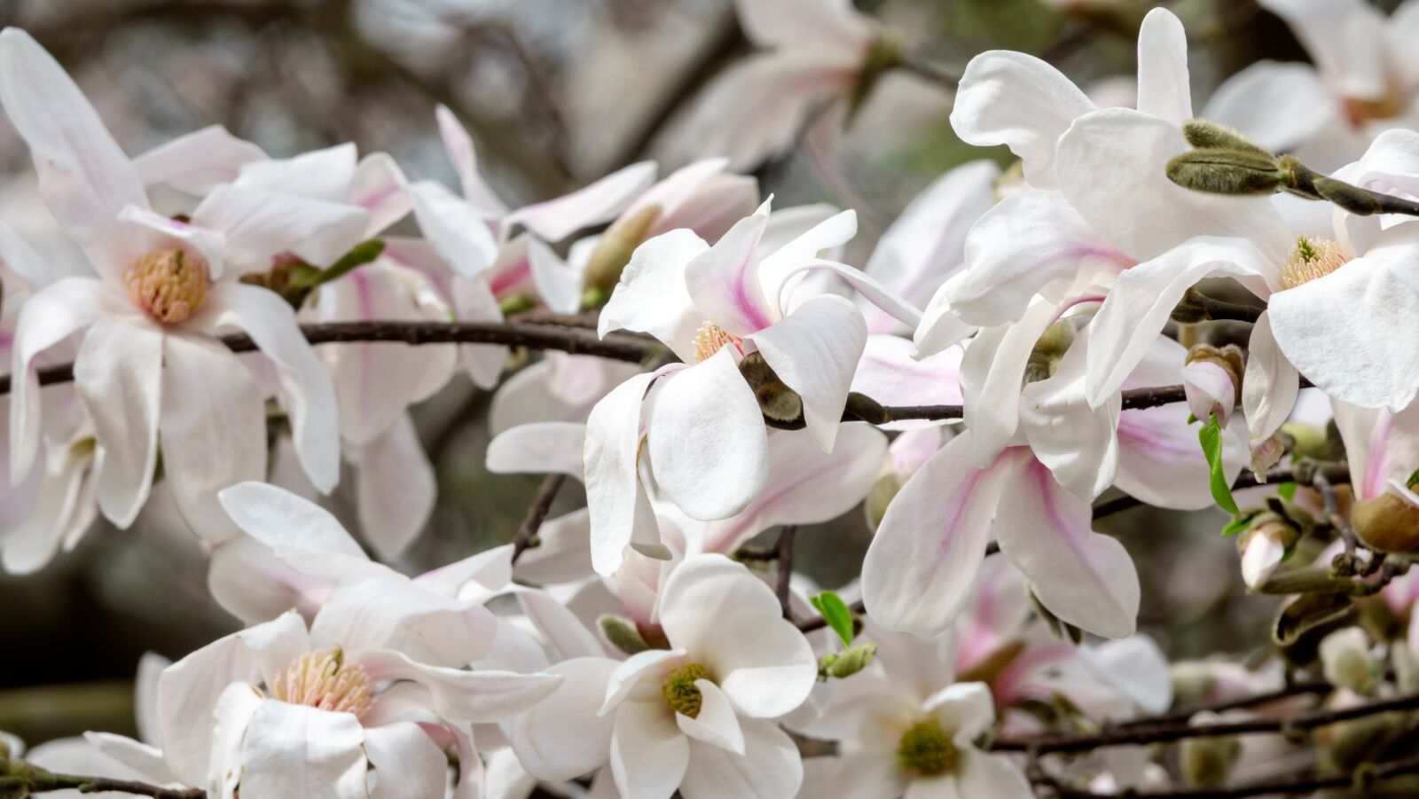 Sony Cyber-shot DSC-RX10 III sample photo. Magnolia, colour, flower photography