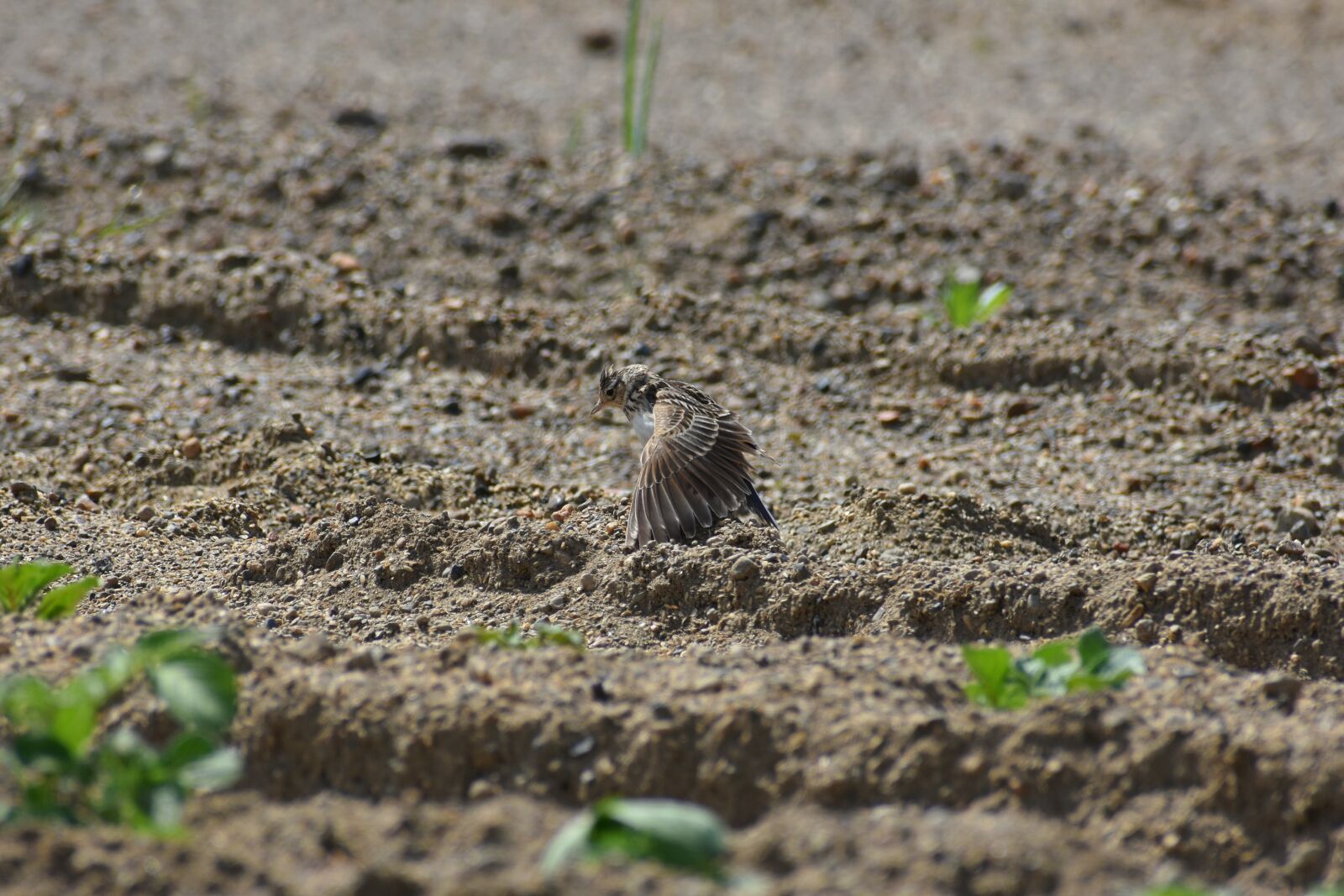 Nikon D7200 sample photo. Animal, field, grass photography