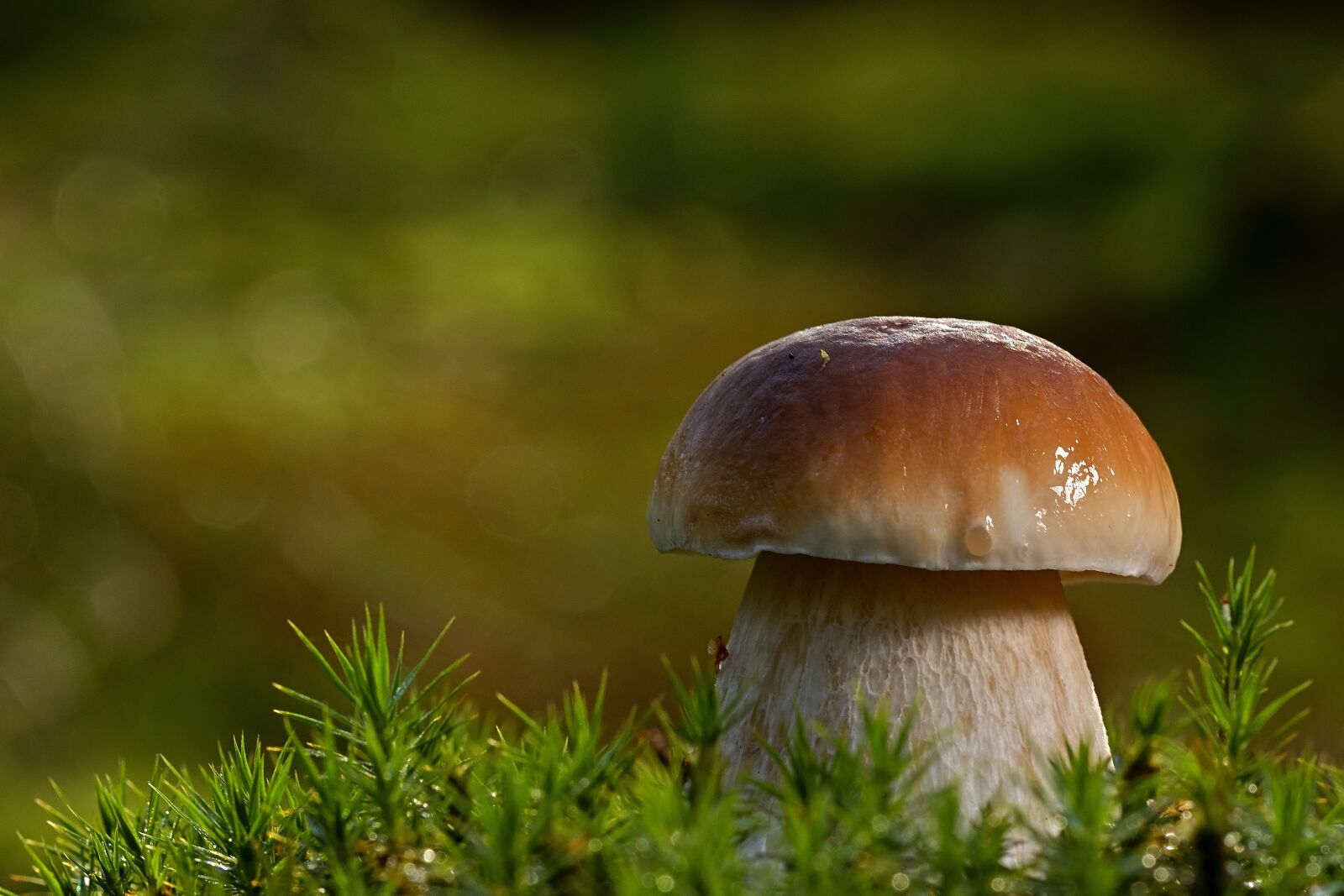 Nikon D5200 sample photo. Mushroom, fungus, fungi photography