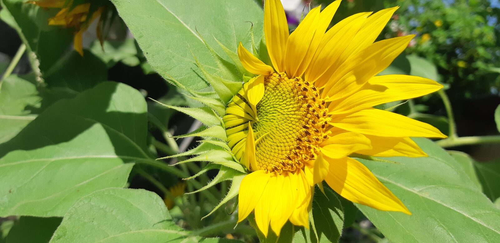 Samsung Galaxy A8(2018) sample photo. Sunflower, bright, yellow photography