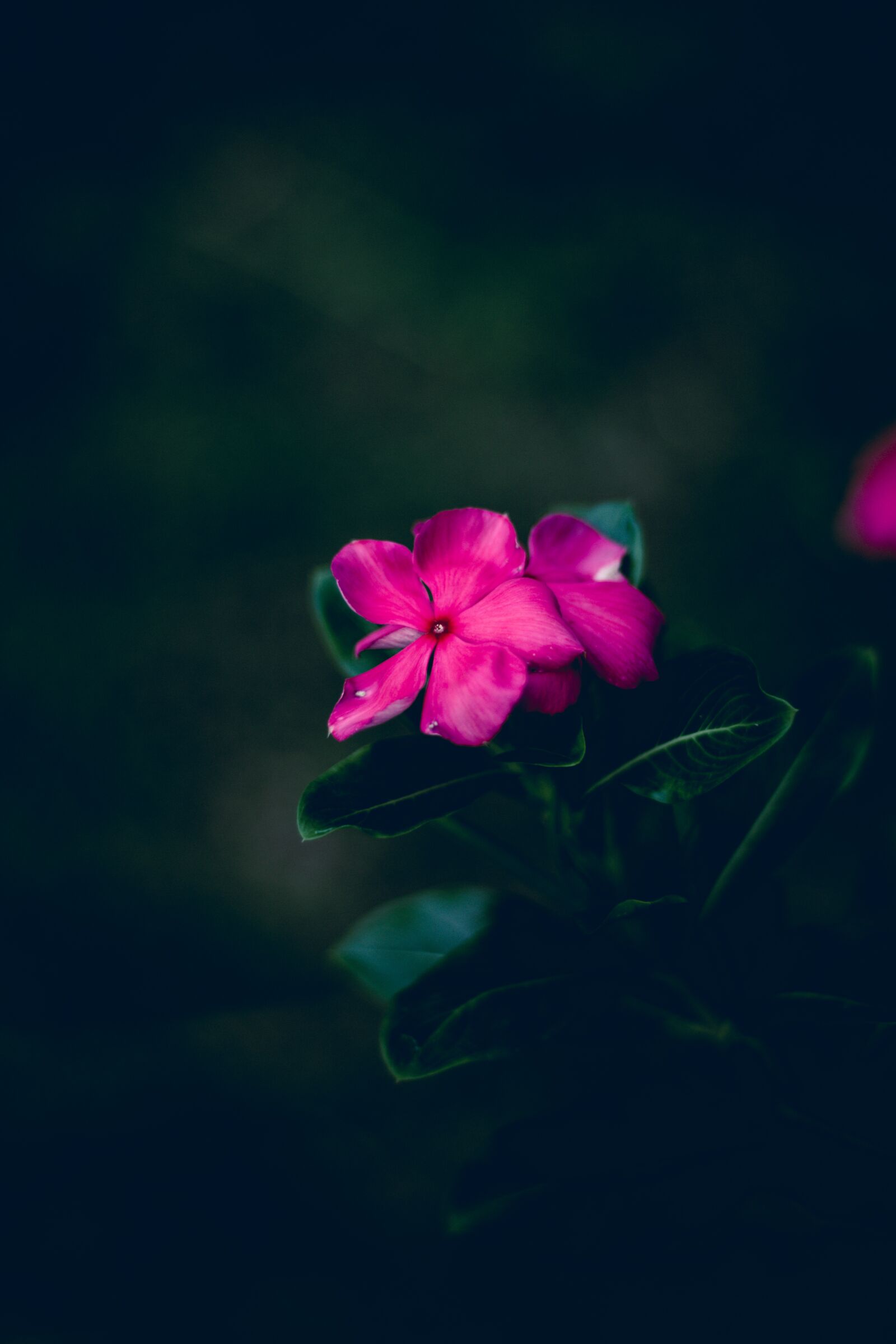 Canon EOS 700D (EOS Rebel T5i / EOS Kiss X7i) + Canon EF 50mm F1.8 STM sample photo. Flowers, beautiful, bloom photography