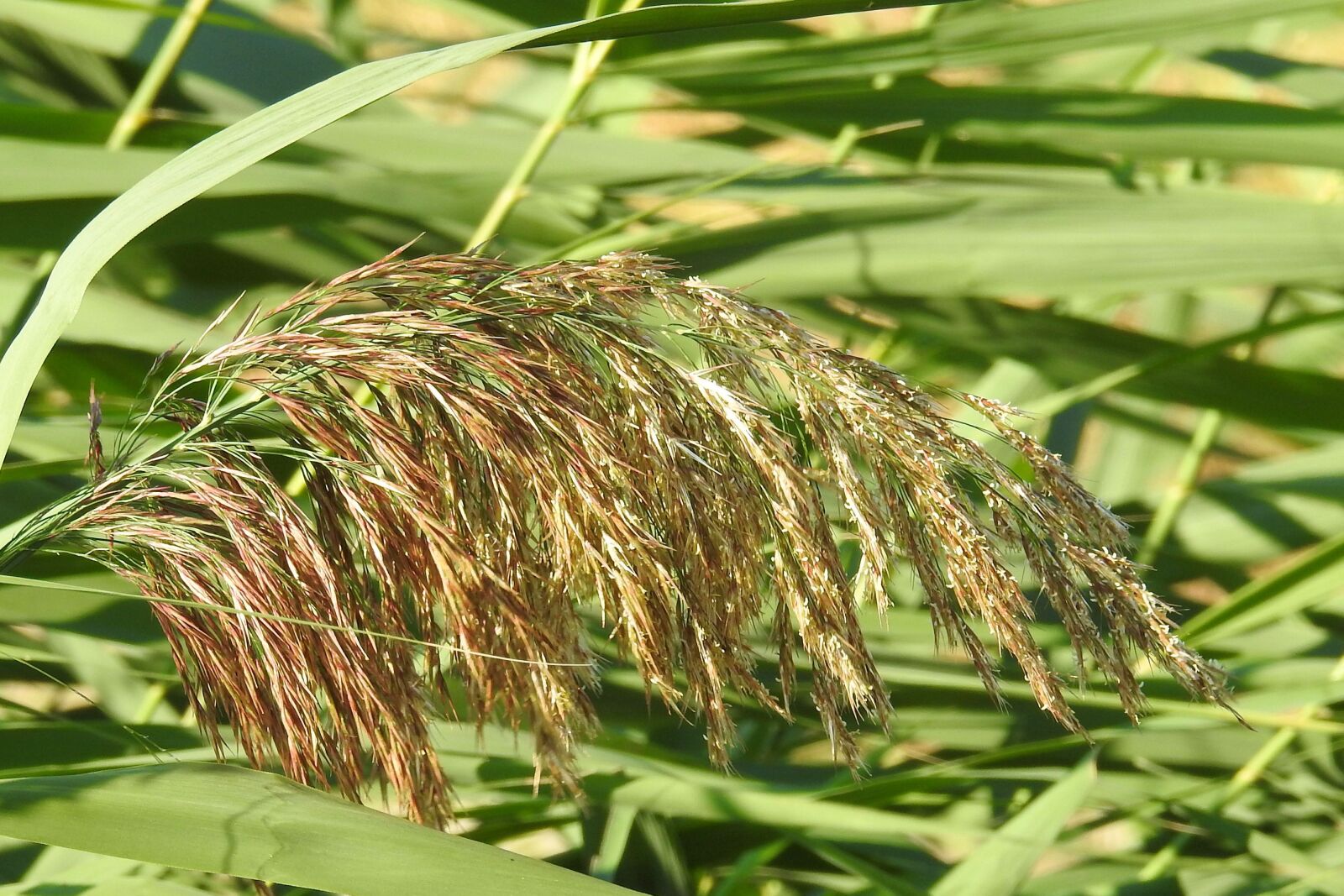 Nikon Coolpix P900 sample photo. Reeds, reed, rush photography