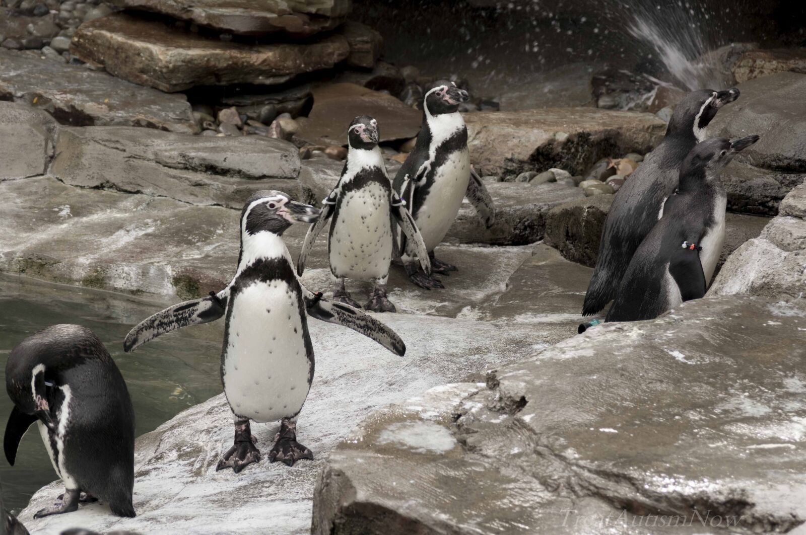 Nikon D7100 sample photo. Penguins, bird, zoo photography