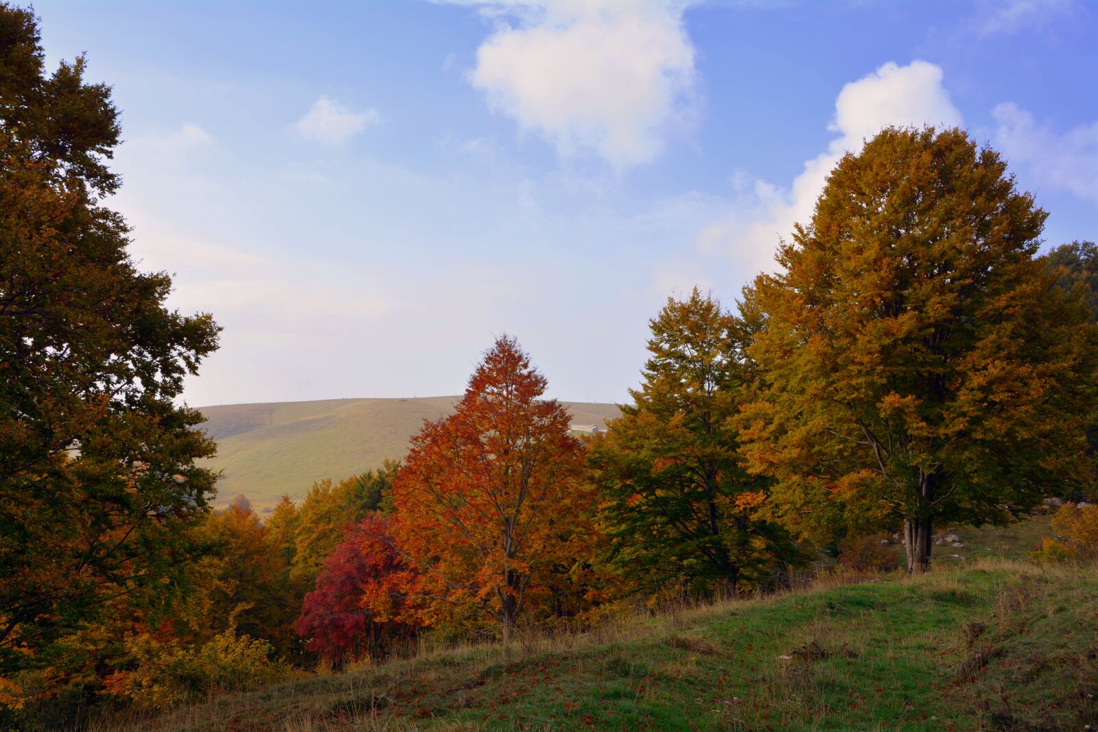 Nikon D7100 sample photo. Excursion, trees, autumn photography