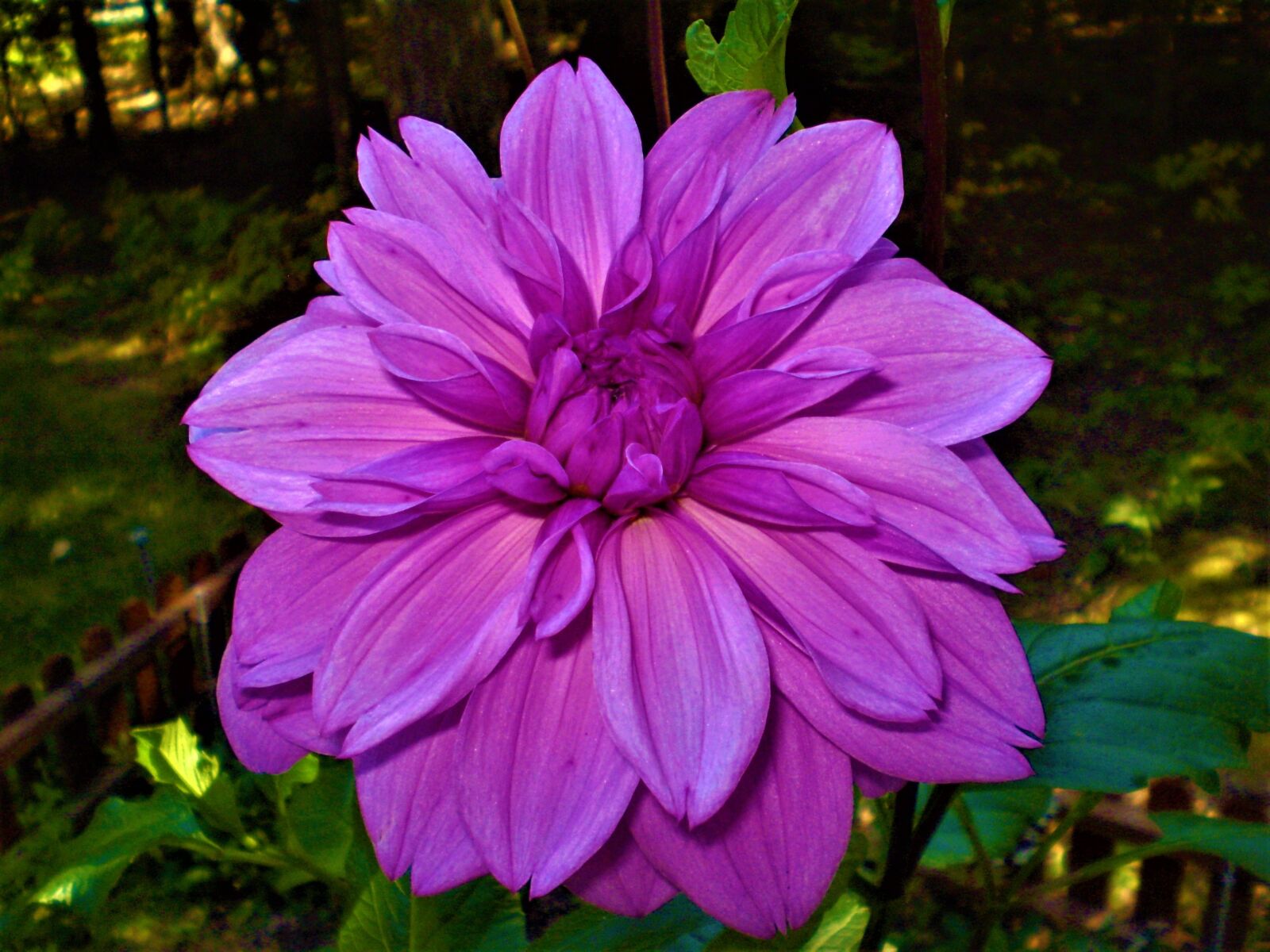 Olympus FE210,X775 sample photo. Hot pink, petals, blossom photography
