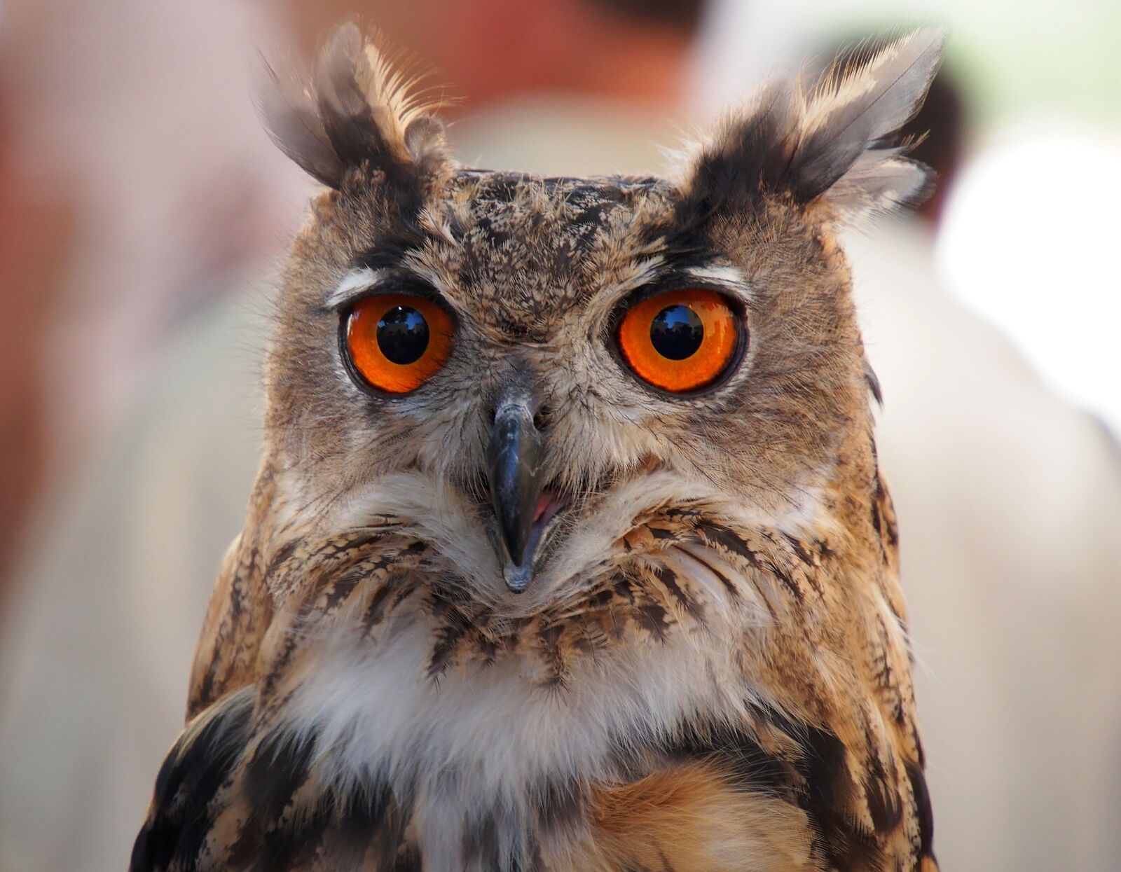 Olympus PEN E-PL6 sample photo. Birds, owl, eyes photography