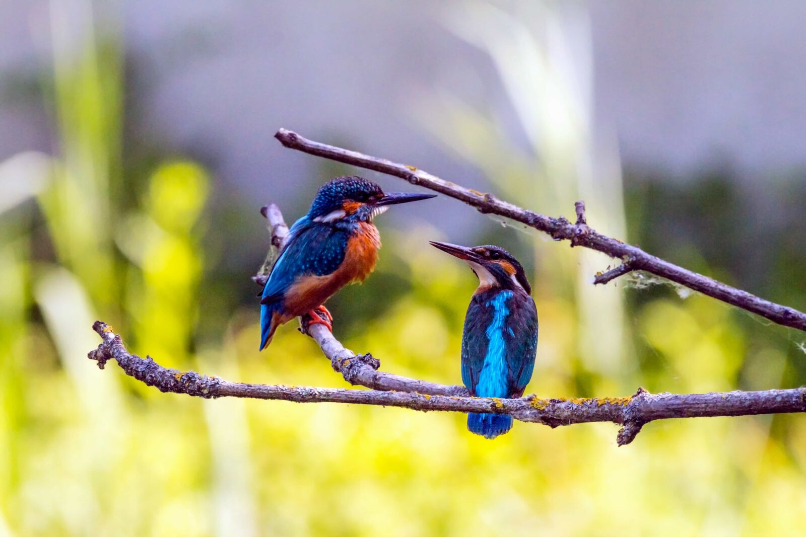 Canon EOS 70D sample photo. Nature, tropical bird, colorful photography
