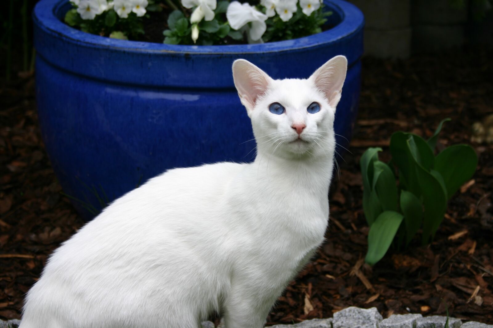 Canon EOS 300D (EOS Digital Rebel / EOS Kiss Digital) sample photo. Siamese cat, white fur photography