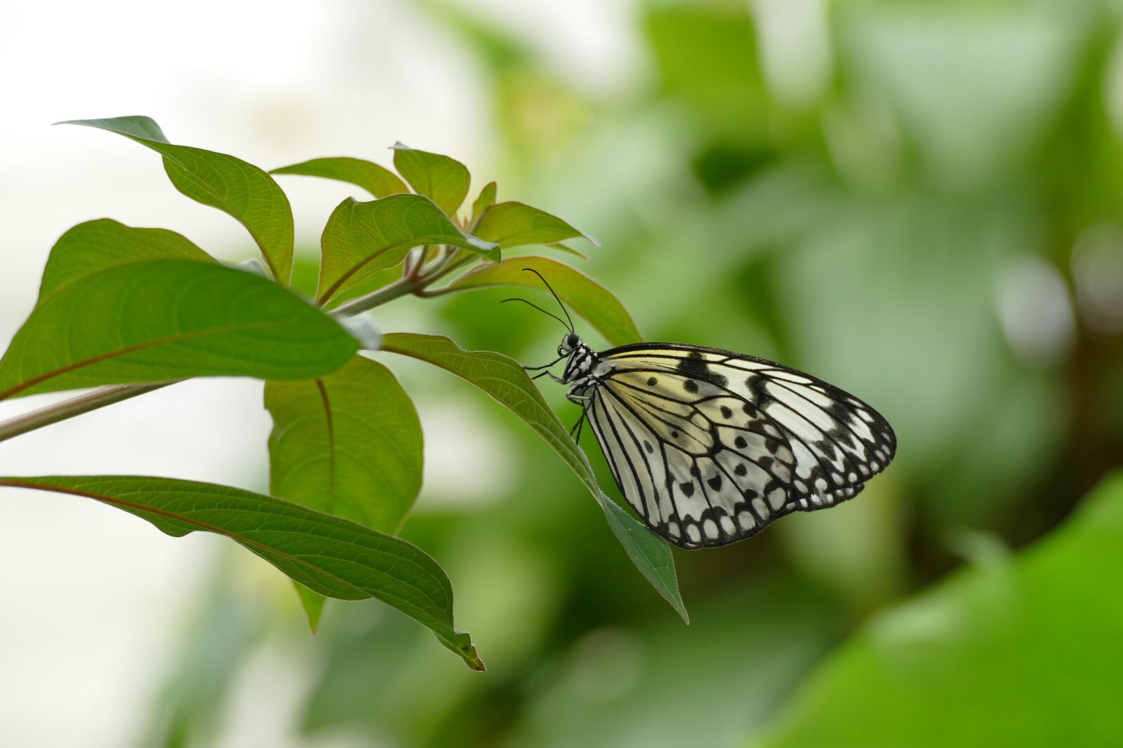 Panasonic Lumix DMC-FZ1000 sample photo. Butterfly, spring, summer photography