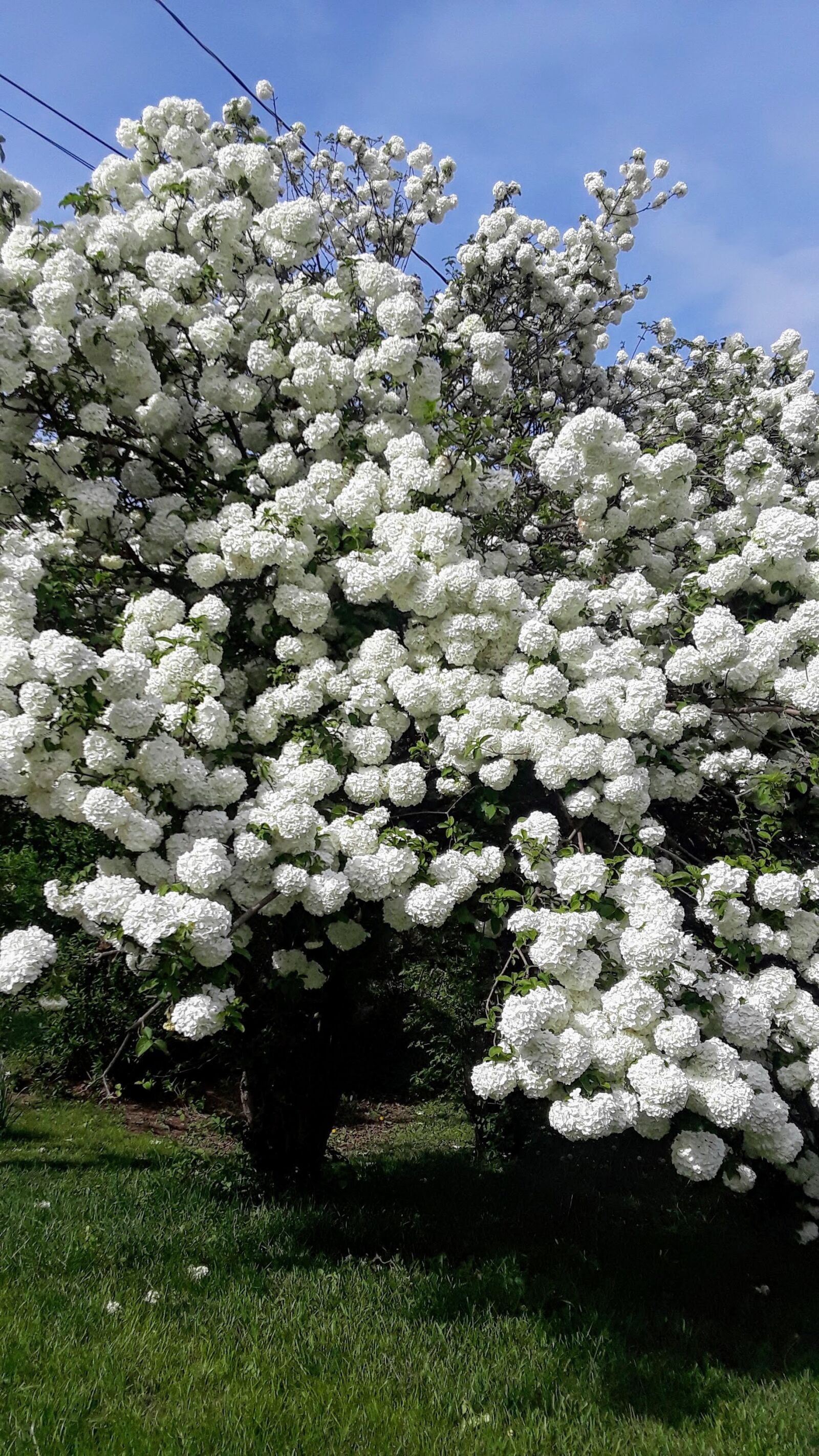 Samsung Galaxy J7 sample photo. Spring, white, blossoms photography