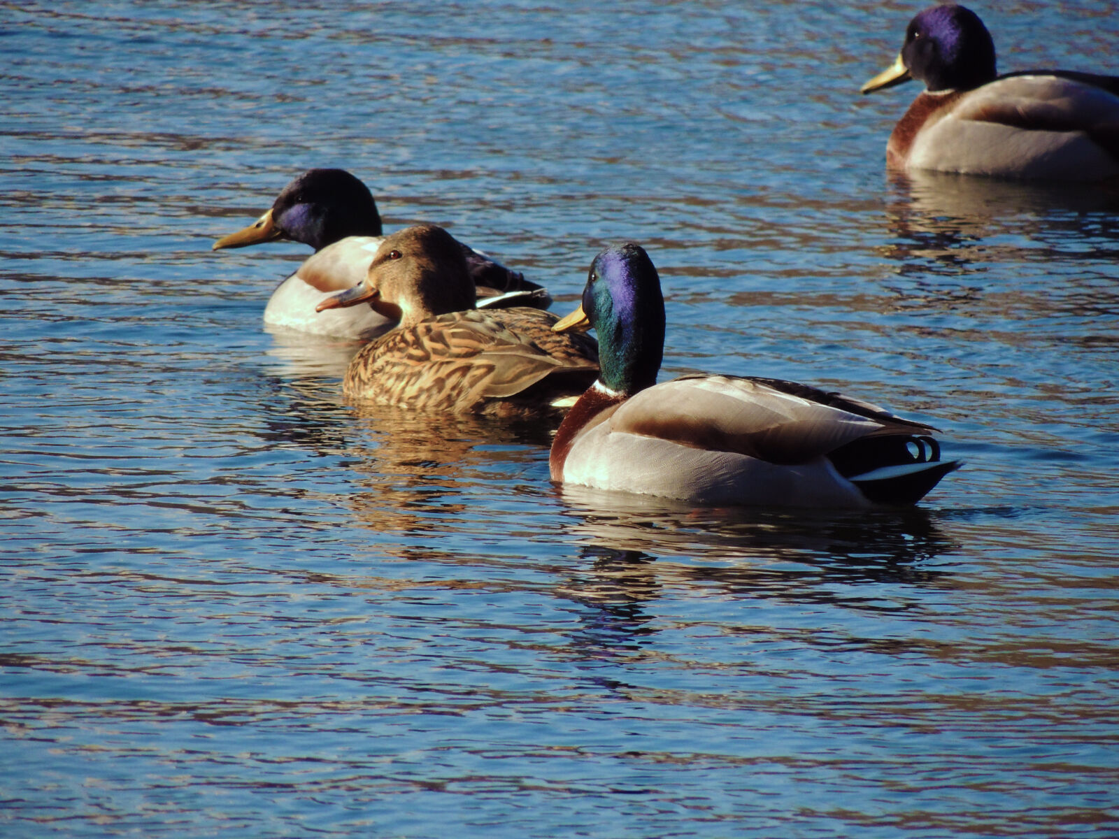 Nikon Coolpix P510 sample photo. Birds, birds, of, paradise photography