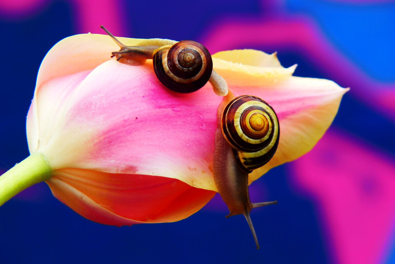 Panasonic Lumix DMC-FZ200 sample photo. Wst yki gajowe, molluscs photography