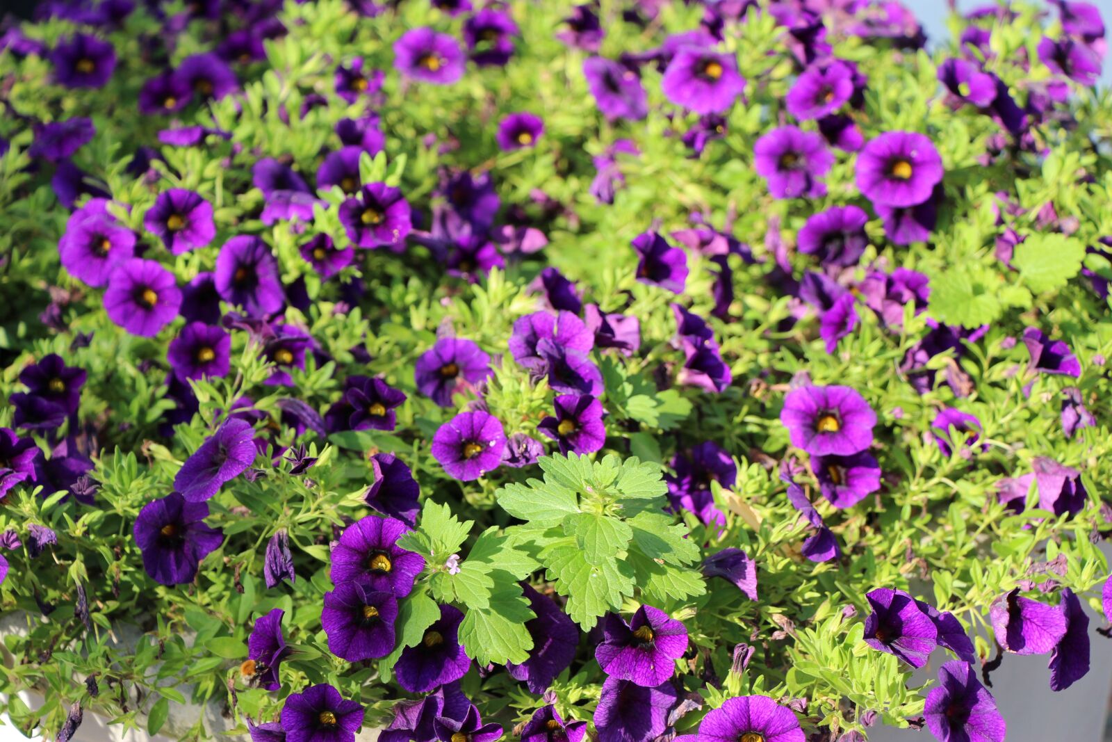 Canon EOS 650D (EOS Rebel T4i / EOS Kiss X6i) sample photo. Purple flower, plant, violet photography