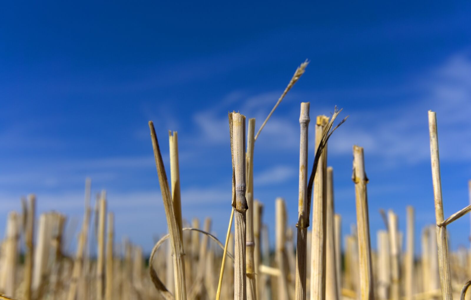Sony a6000 sample photo. Straw, straw box, harvest photography