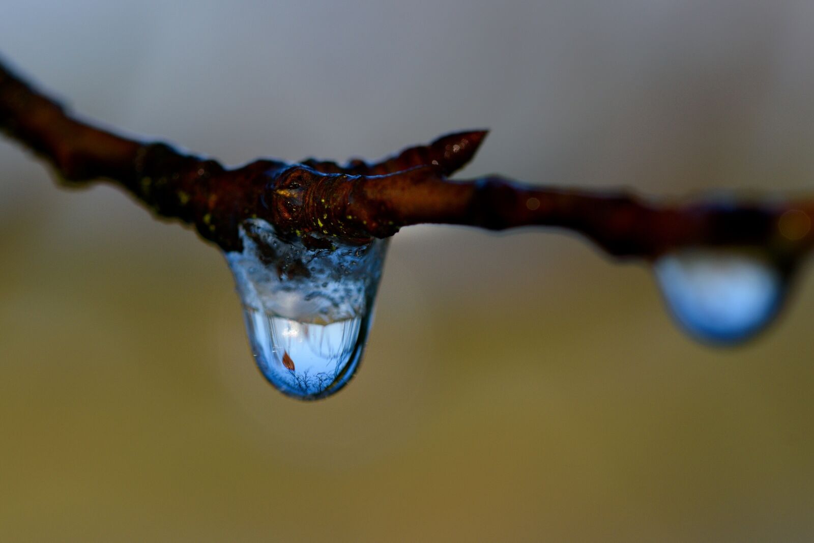 Nikon D5500 sample photo. Icing, drop, winter photography