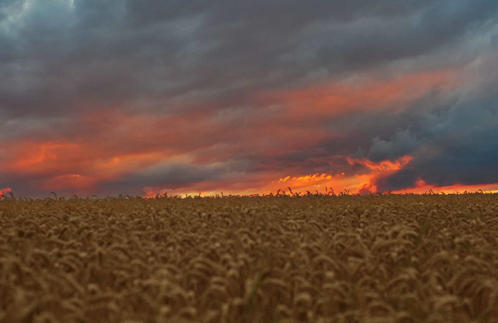 Nikon D700 sample photo. Corn field, weizenfeld, sundown photography