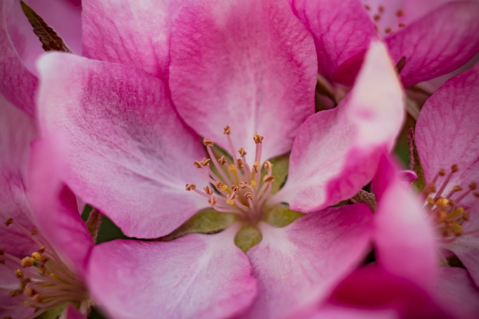 Fujifilm XF 55-200mm F3.5-4.8 R LM OIS sample photo. Flower, apple, heavenly photography