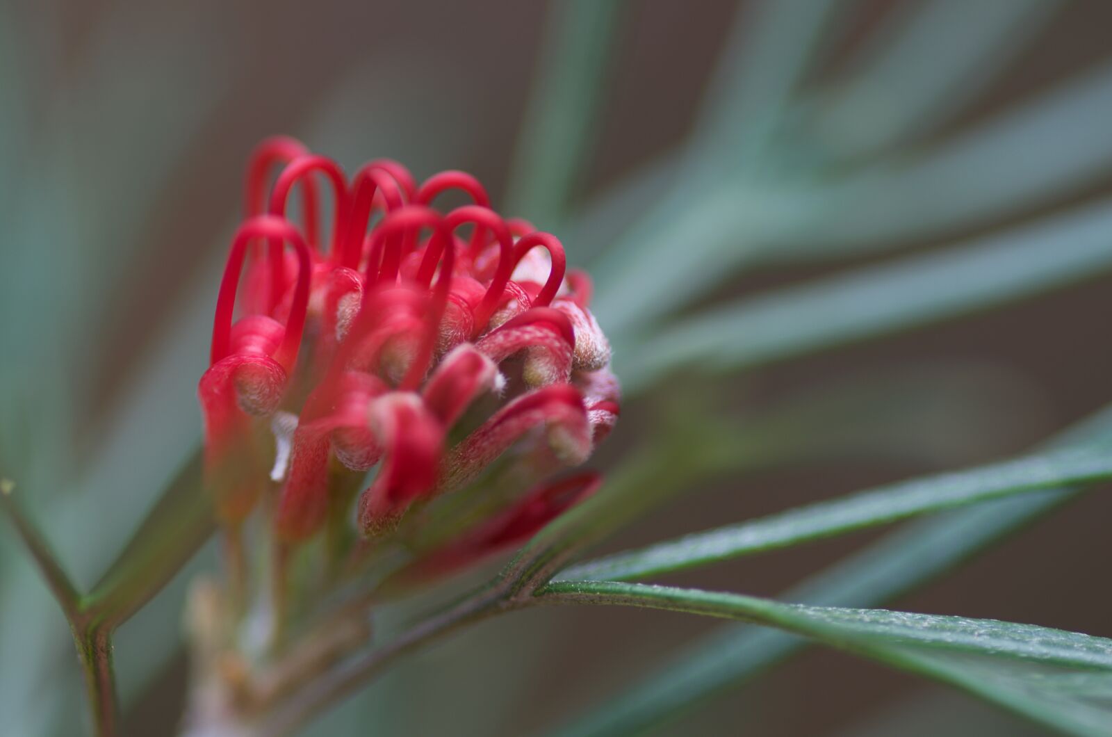 Pentax K-5 sample photo. Protea, leaves, flowering photography