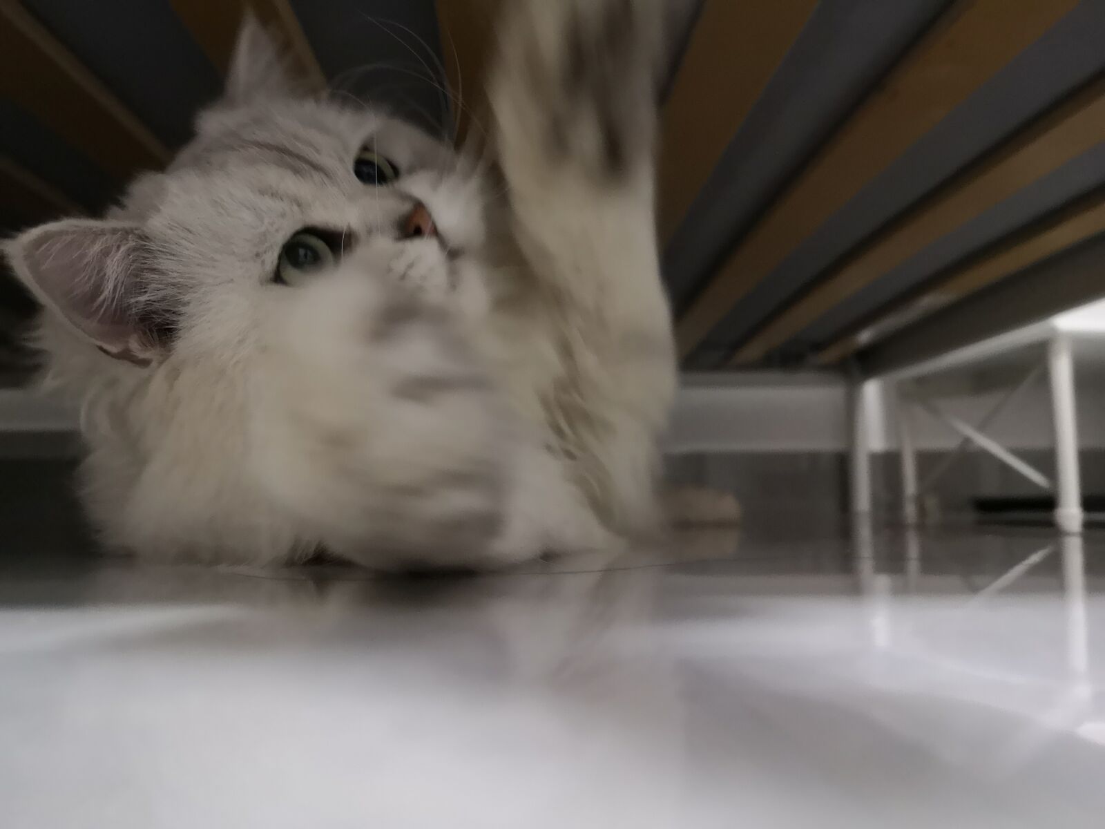 HUAWEI P20 Pro sample photo. Cat, janjira, white cat photography