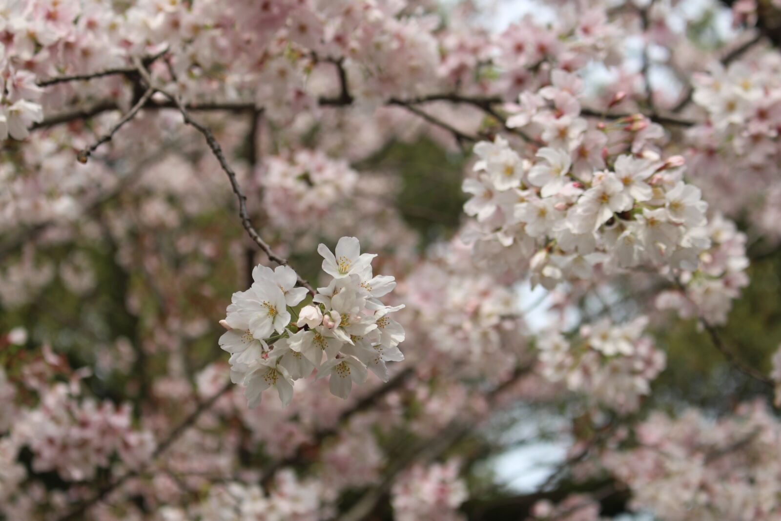 Canon EOS 700D (EOS Rebel T5i / EOS Kiss X7i) sample photo. Cherry blossom, tree, spring photography