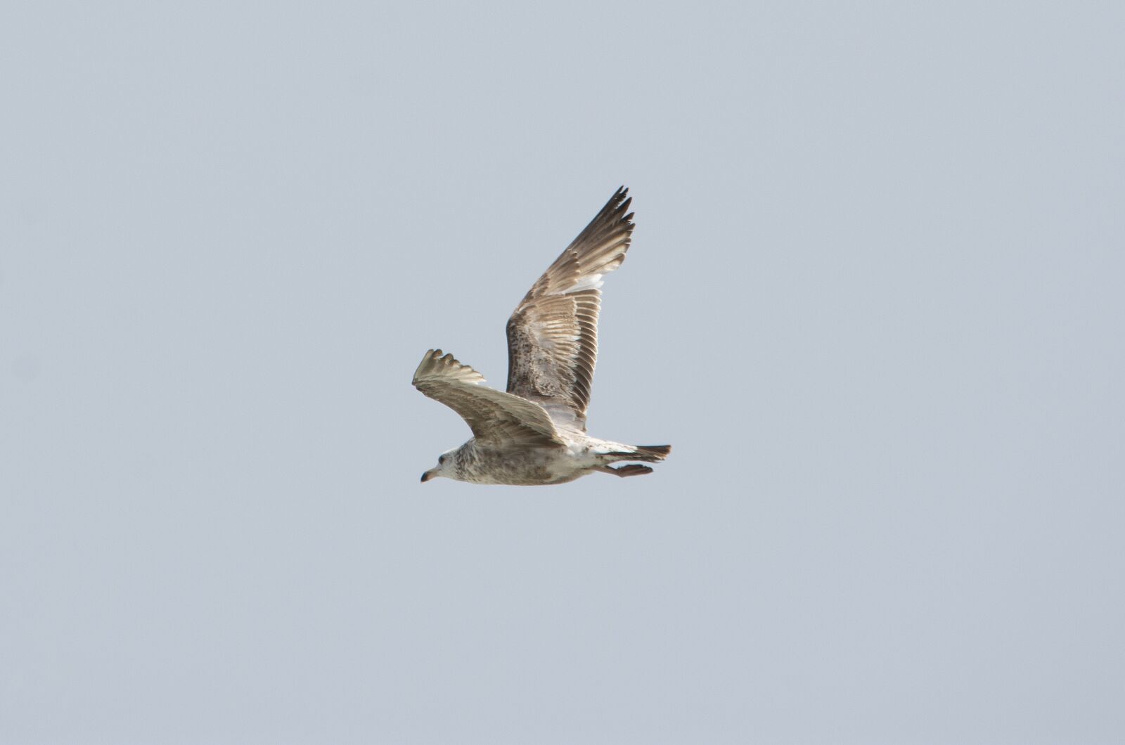 Nikon D7200 sample photo. Bird, flight, animal photography
