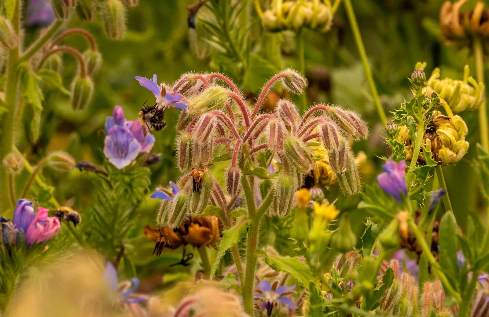 Nikon D750 sample photo. Nature, plant, bees photography