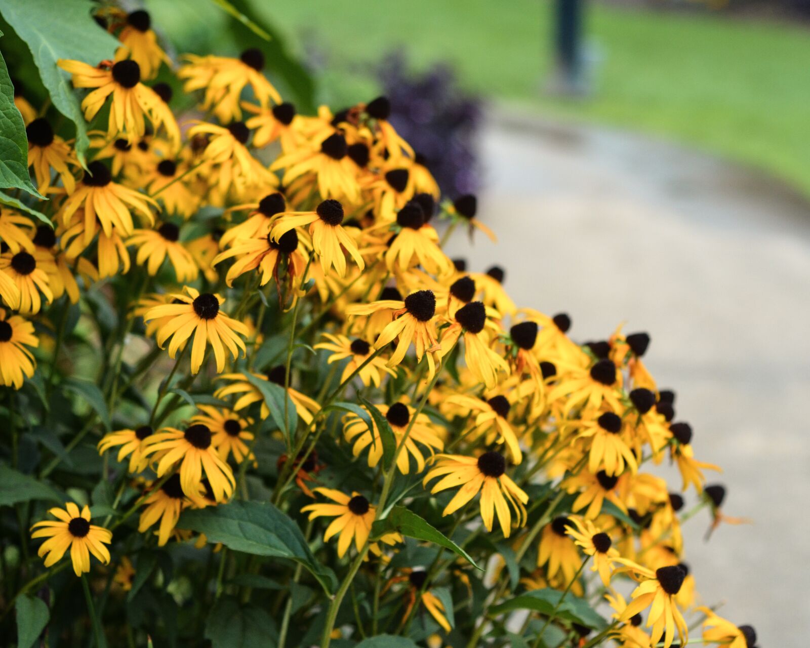 Nikon D5100 sample photo. Flowers, garden, nature photography