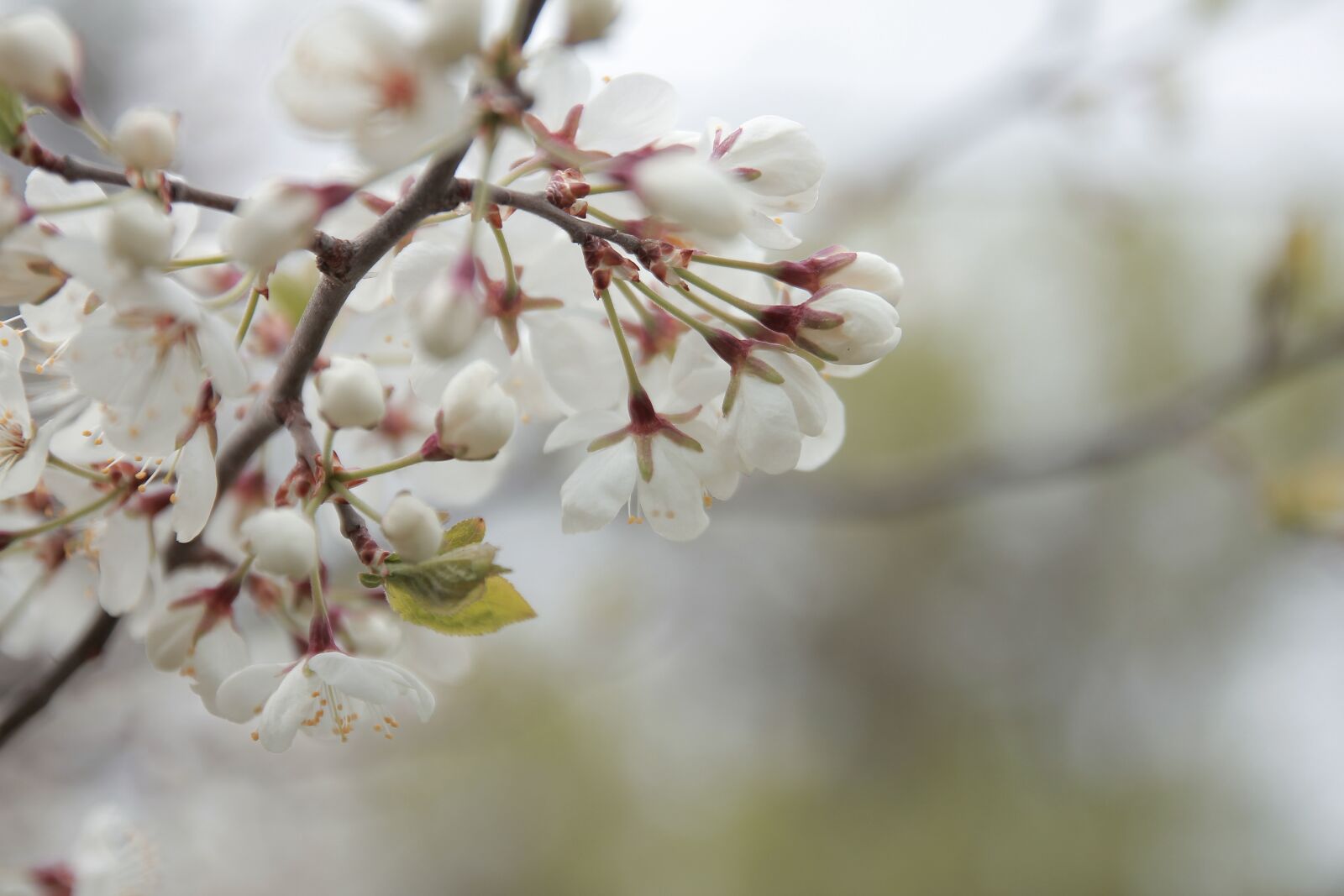 Canon EOS 550D (EOS Rebel T2i / EOS Kiss X4) sample photo. Spring, nature, flowers photography
