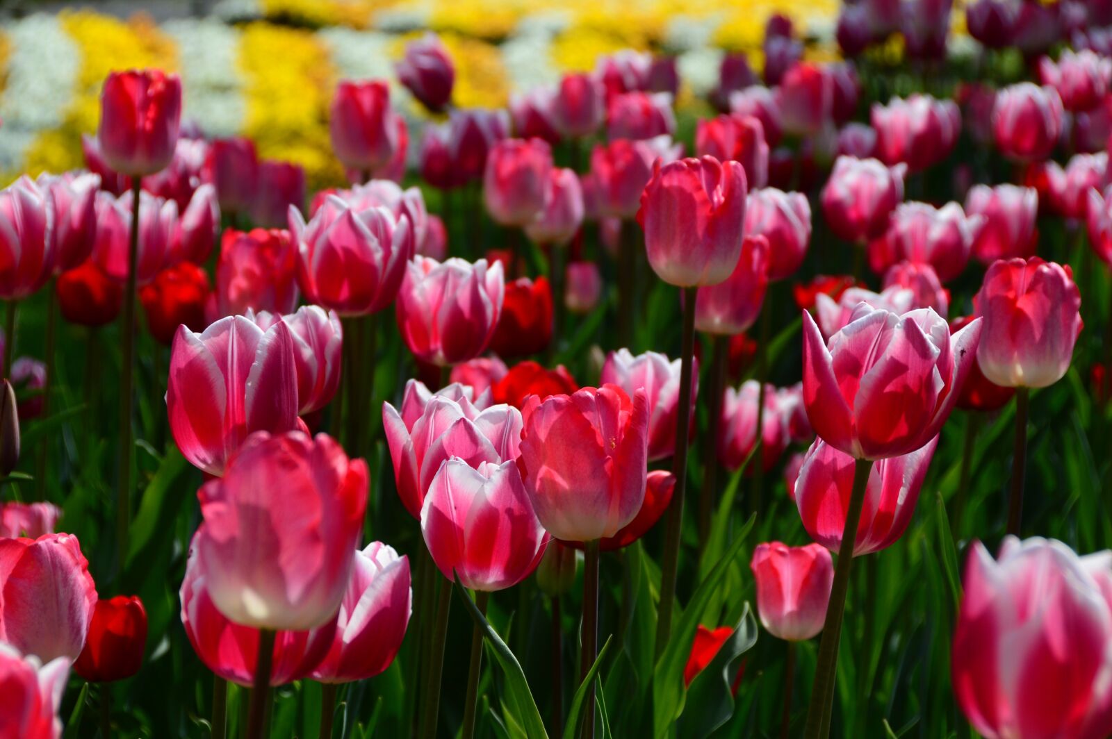 Nikon D3200 sample photo. Spring, flowers, tulips photography