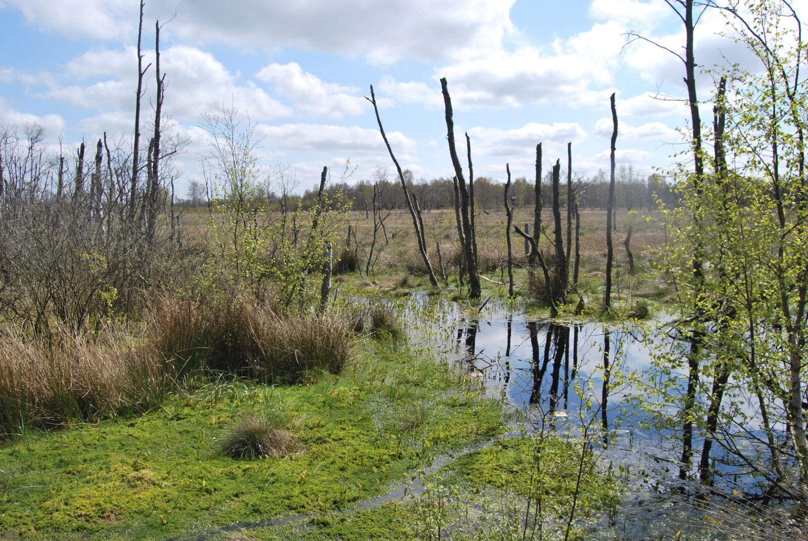 Nikon D60 sample photo. Moor, 1, may photography