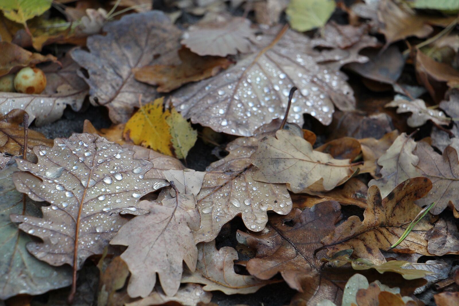 Canon EOS 700D (EOS Rebel T5i / EOS Kiss X7i) sample photo. Autumn, foliage, mood photography