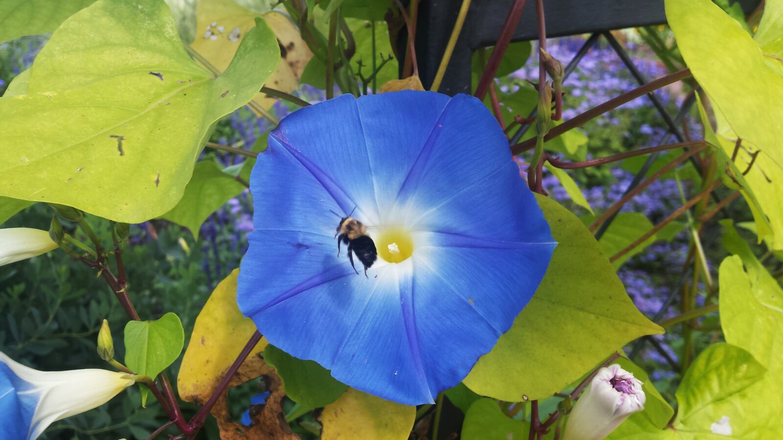 Samsung Galaxy S4 sample photo. Bee, flower, blue photography