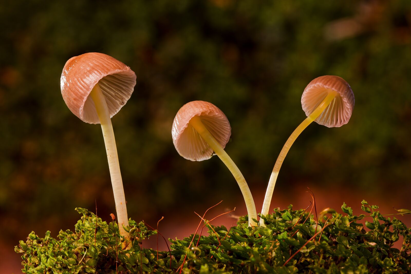 Canon EOS 7D sample photo. Mushroom, moss-häublinge, mushrooms photography
