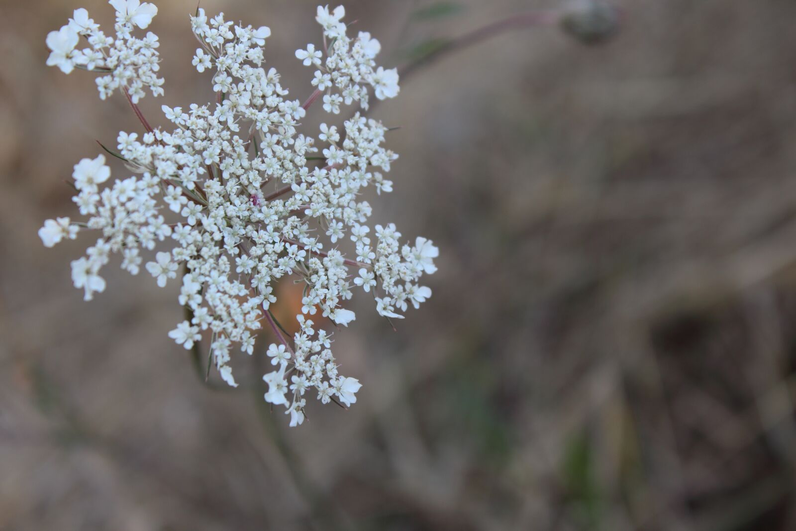 Canon EOS 1200D (EOS Rebel T5 / EOS Kiss X70 / EOS Hi) sample photo. Flower, close up, nature photography