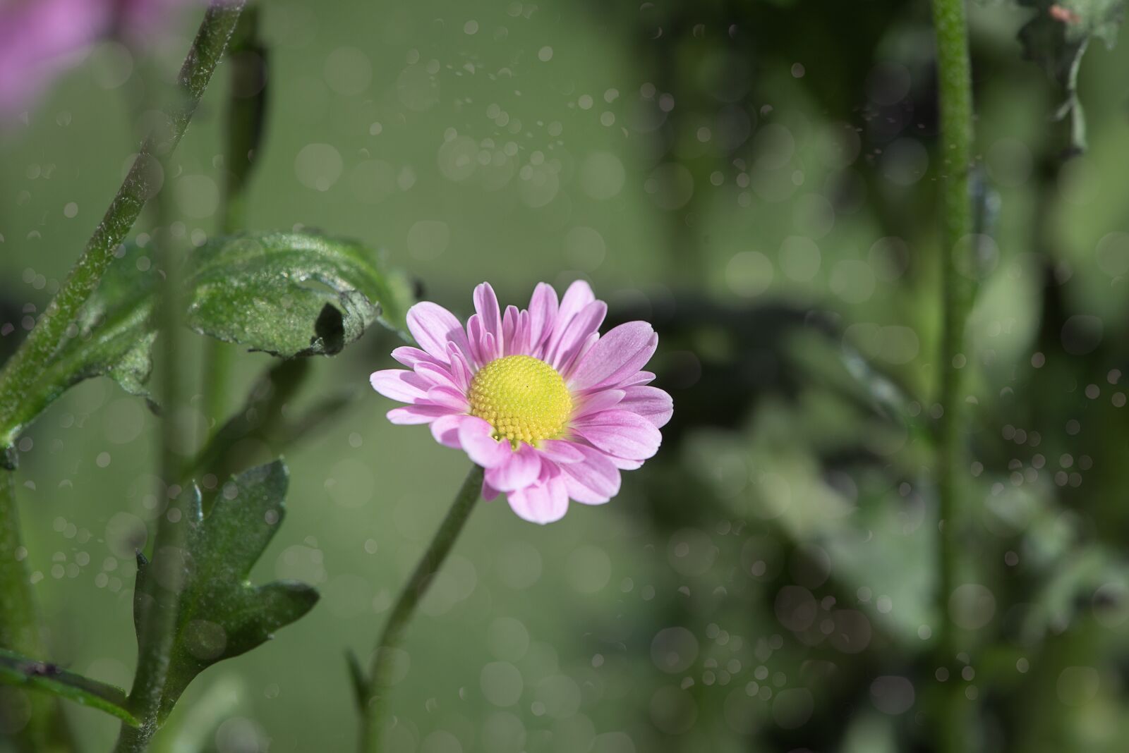 Nikon D750 sample photo. Flower, pink, blossom photography