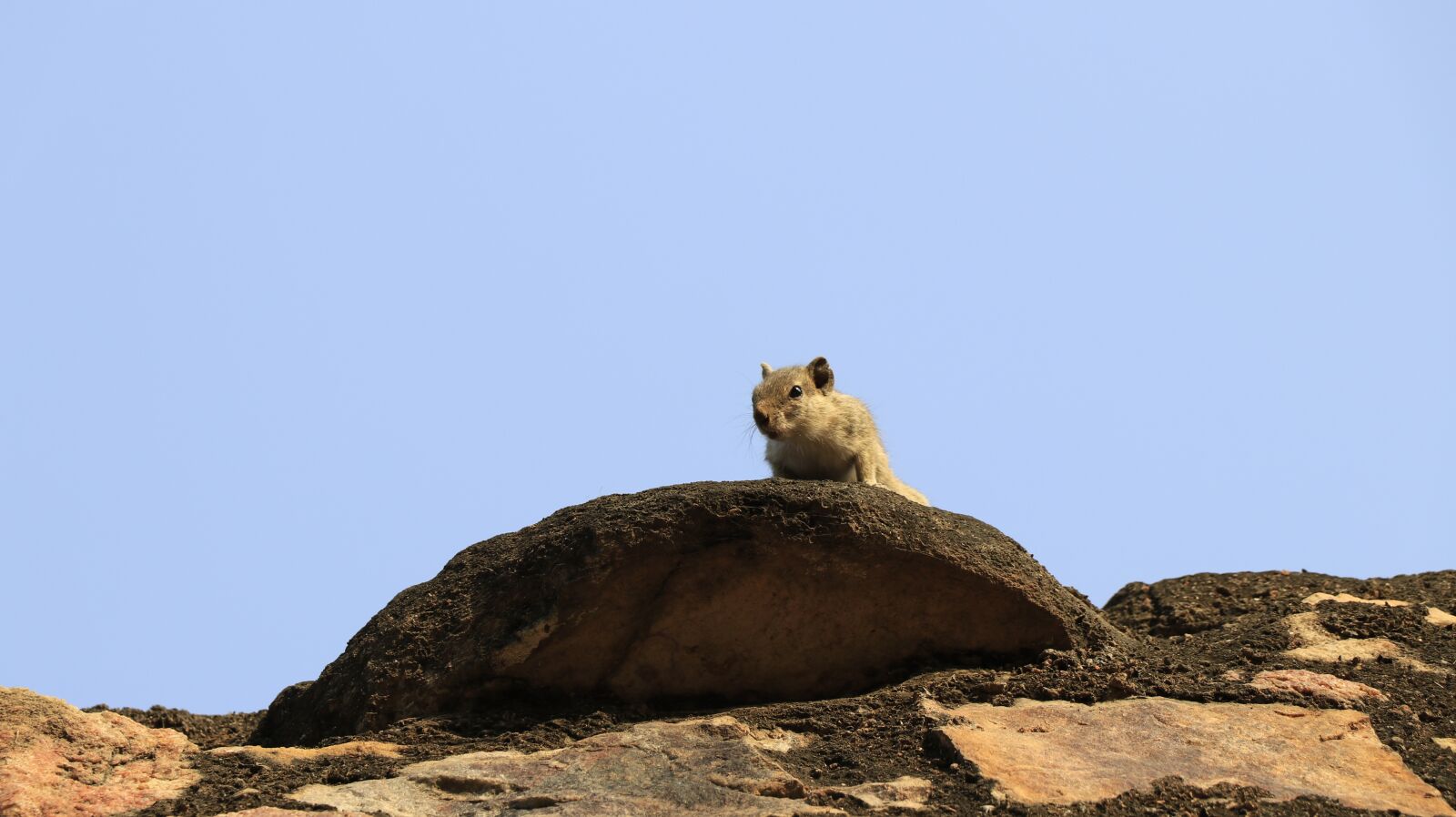 Canon EF-S 18-135mm F3.5-5.6 IS USM sample photo. Nature, squirrel, blue photography
