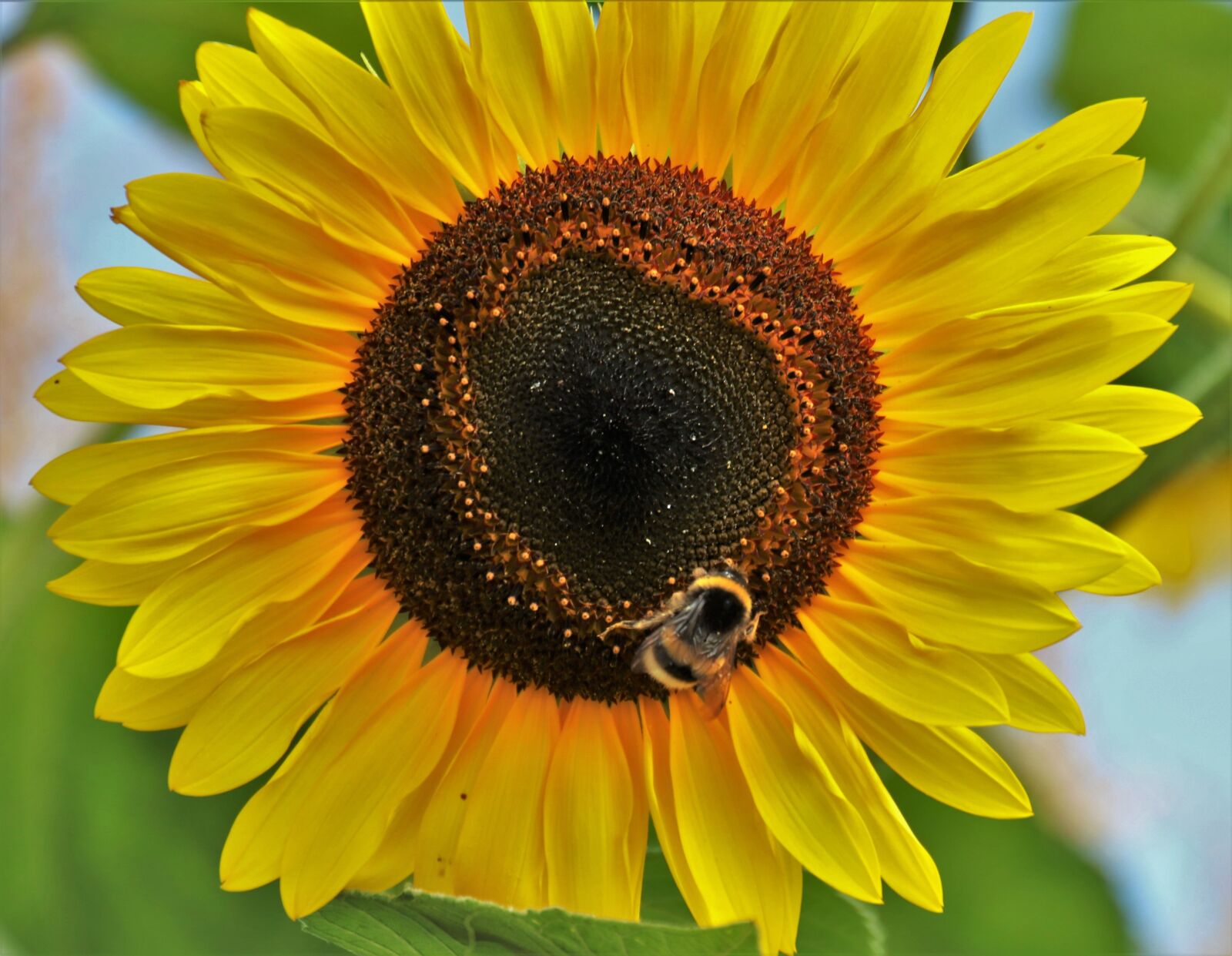 Canon EOS 80D sample photo. Yellow, sunflower, plant photography