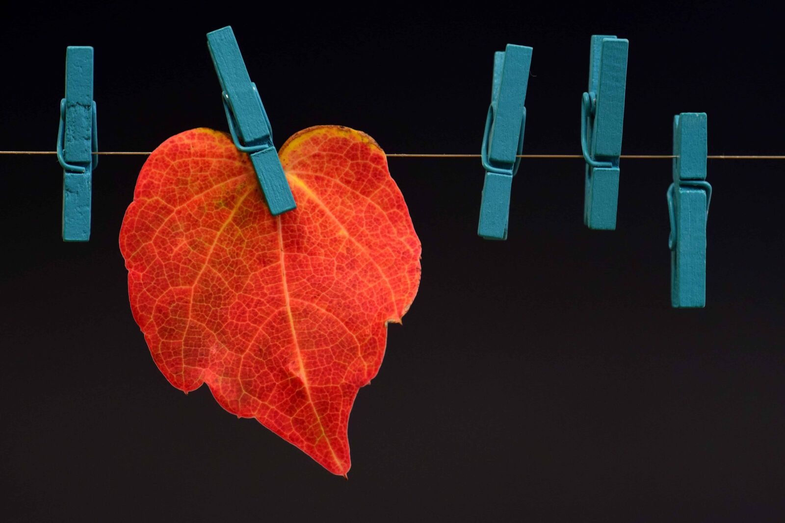 Nikon D3300 sample photo. Red leaf, rope, autumn photography