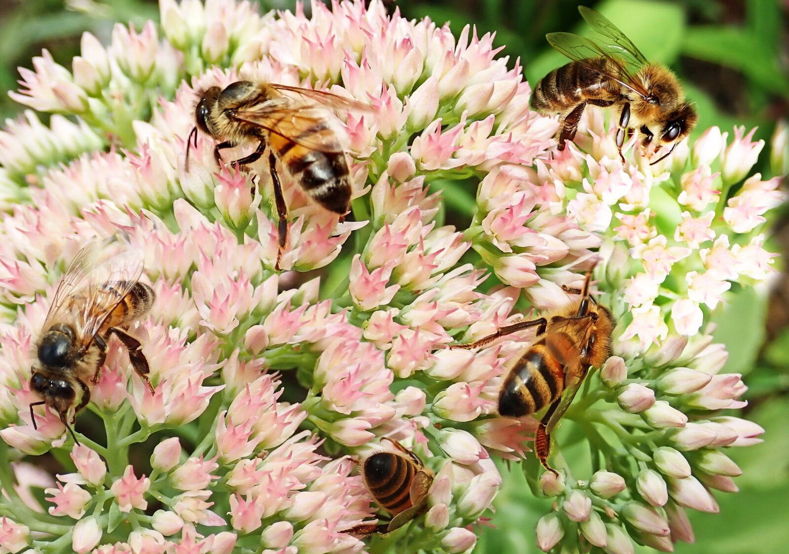 Olympus TG-5 sample photo. Bees, insects, pollen photography