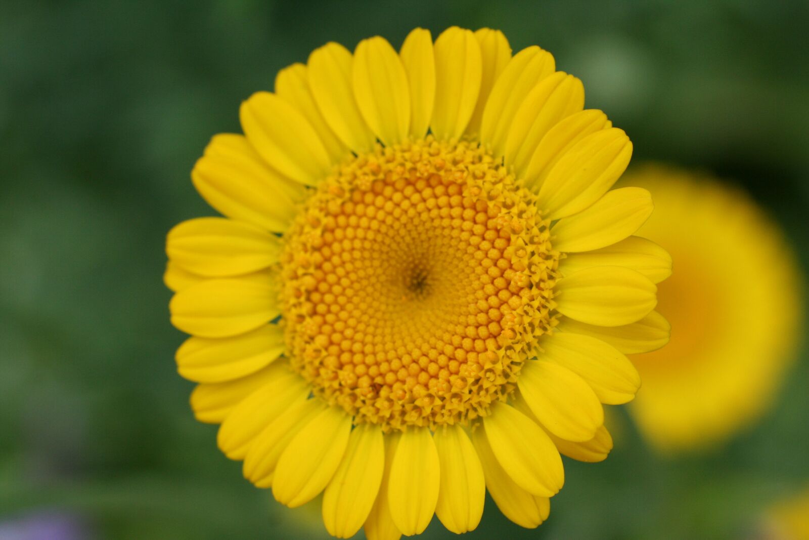 Canon EOS 350D (EOS Digital Rebel XT / EOS Kiss Digital N) sample photo. Yellow, flower, bloom photography