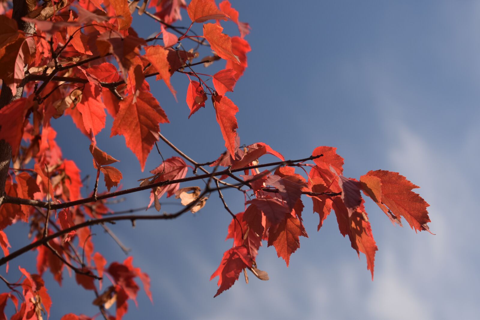 Nikon D3400 sample photo. Red, maple, autumn photography