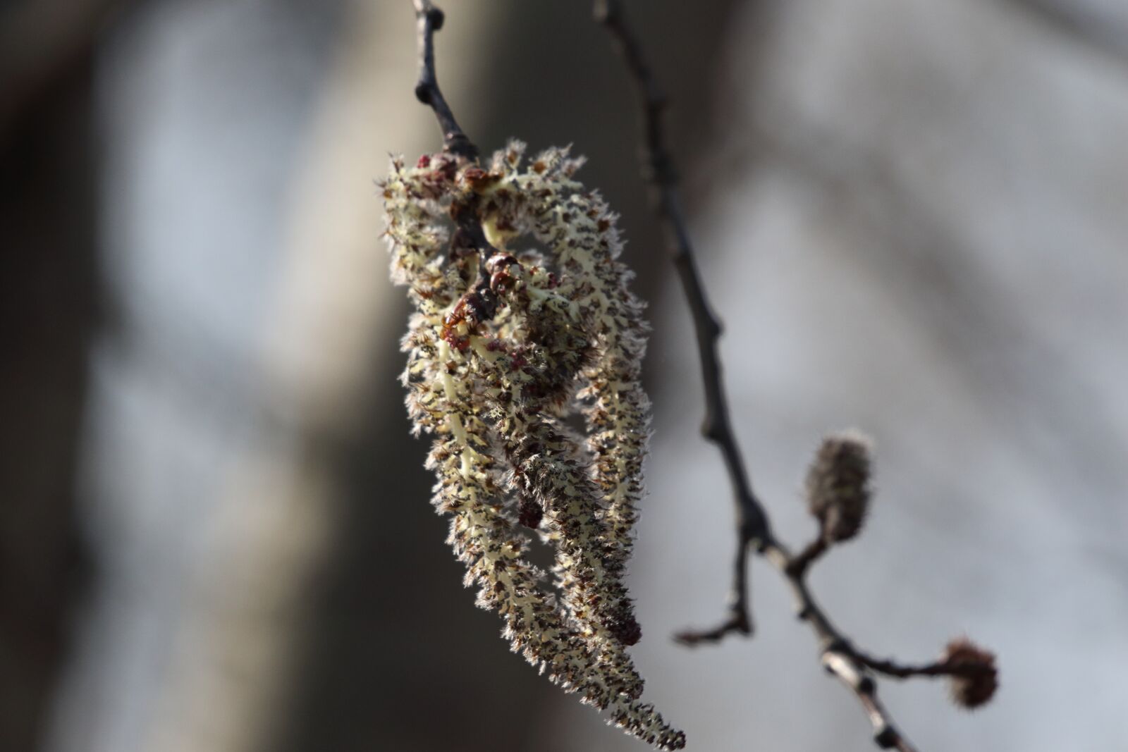 Sigma 100-400mm F5-6.3 DG OS HSM sample photo. Tree, blooms, spring photography
