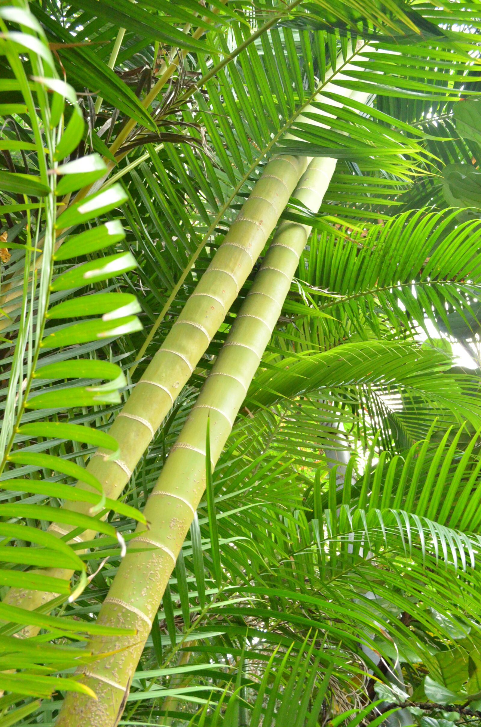 Nikon D5100 sample photo. Bamboo, green, leaves photography