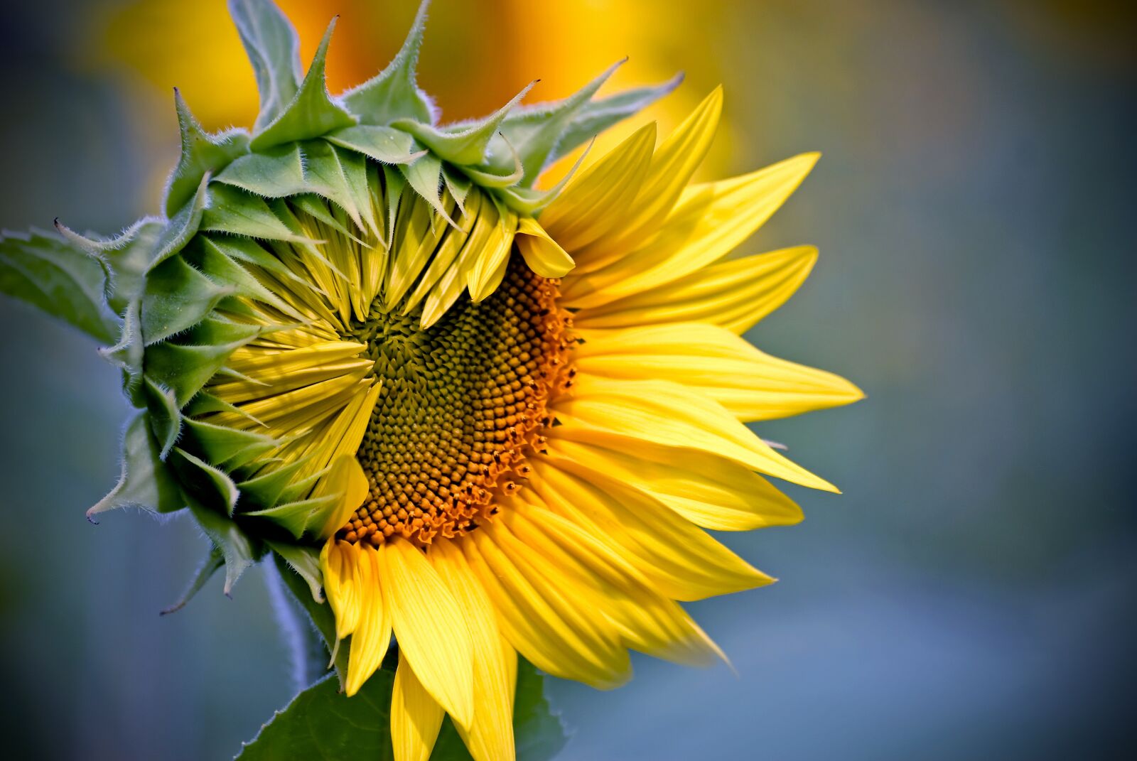 Nikon D80 sample photo. Nature, plant, flower photography