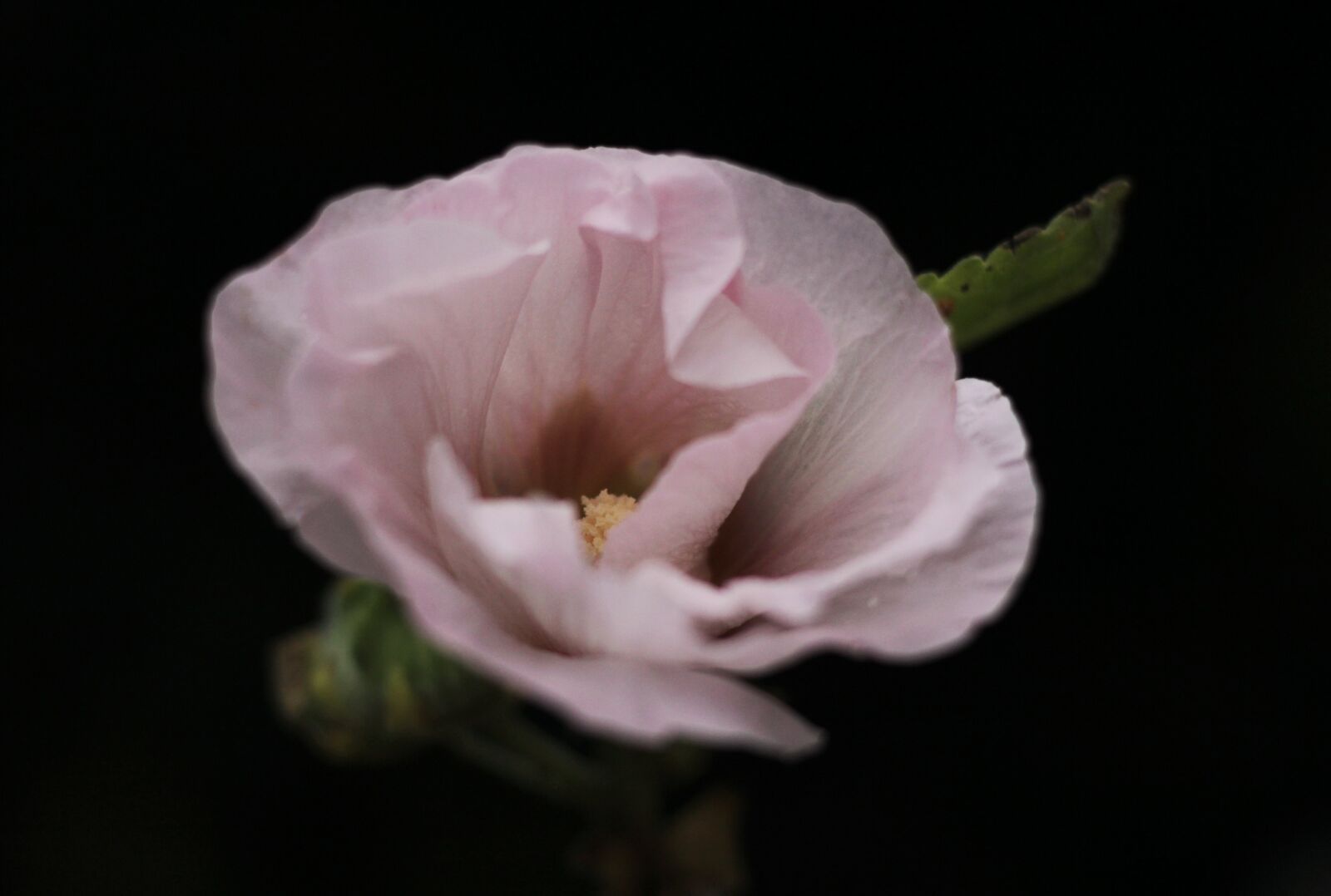 Canon EOS 600D (Rebel EOS T3i / EOS Kiss X5) sample photo. Hollyhock, rain, autumn photography