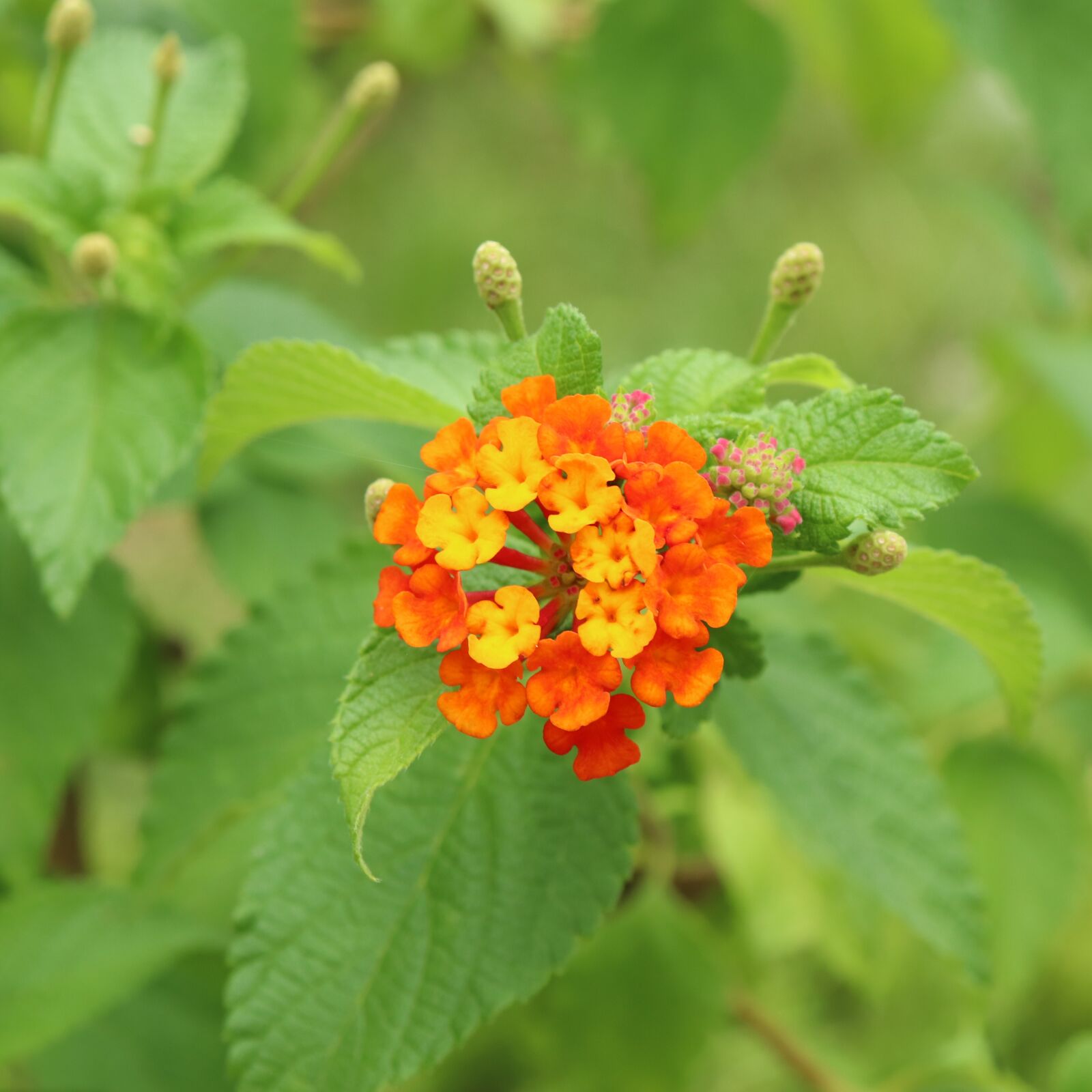 Canon EOS 800D (EOS Rebel T7i / EOS Kiss X9i) sample photo. The leaves, plants, flowers photography