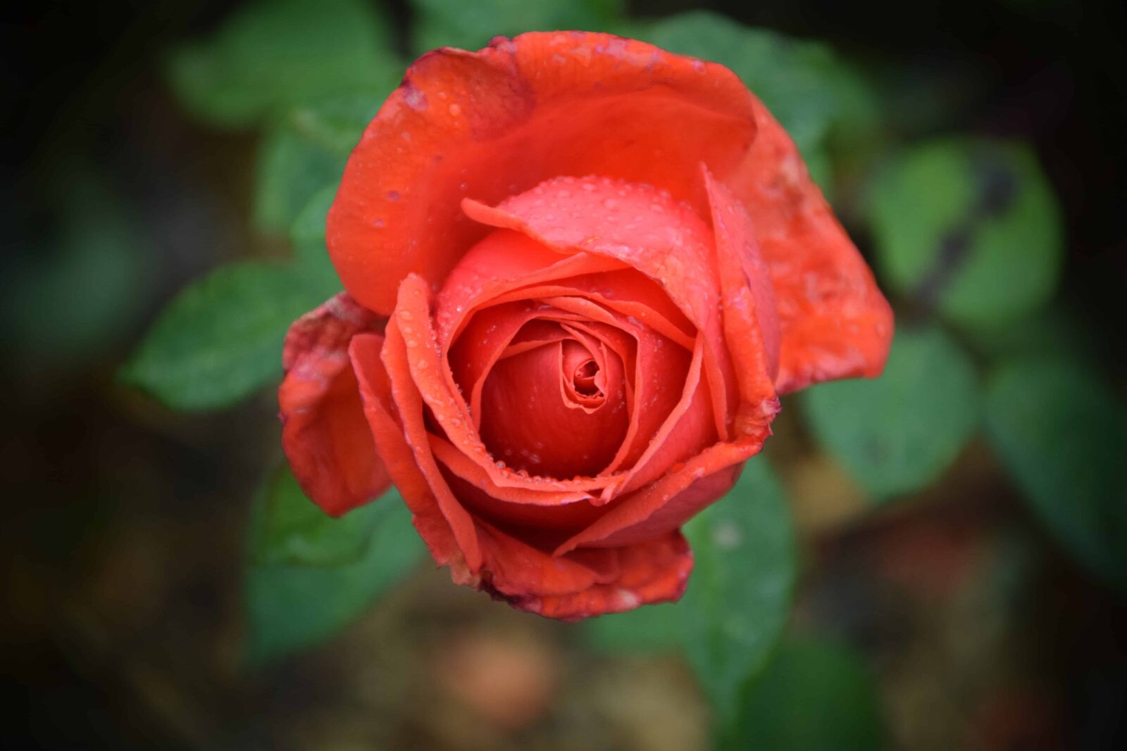 Nikon D3300 sample photo. Flora, green leaf, petal photography