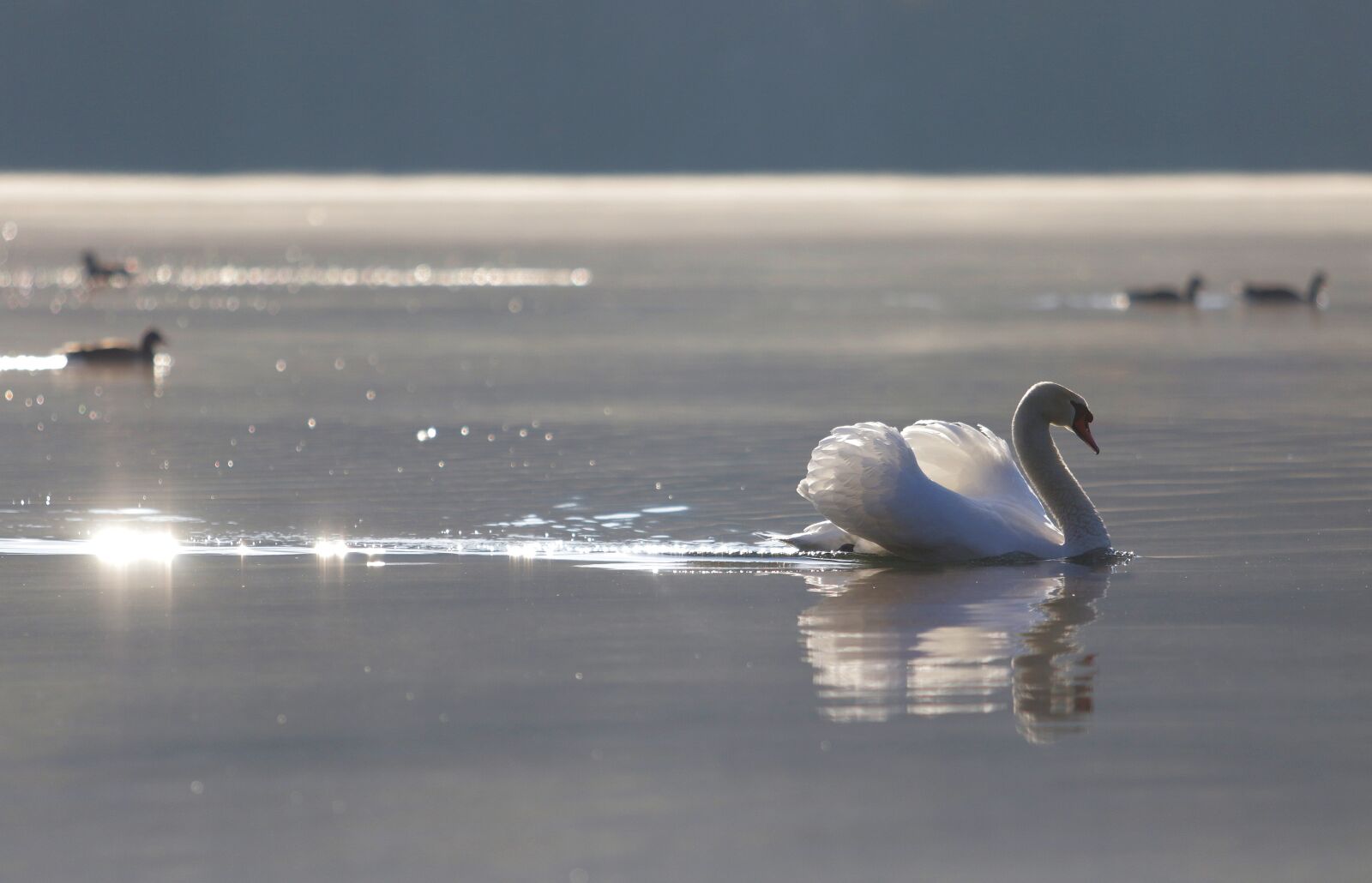 Canon EOS 7D Mark II + Canon EF 70-200mm F2.8L USM sample photo. Swan, goose, waterfowl photography
